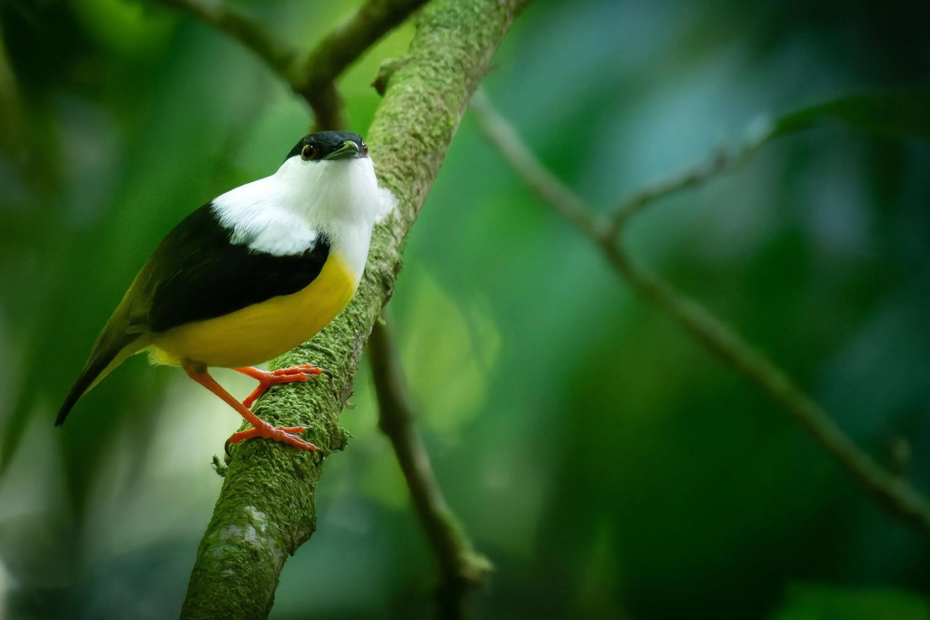 Natural landscape in Chachagua Rainforest Hotel & Hot Springs