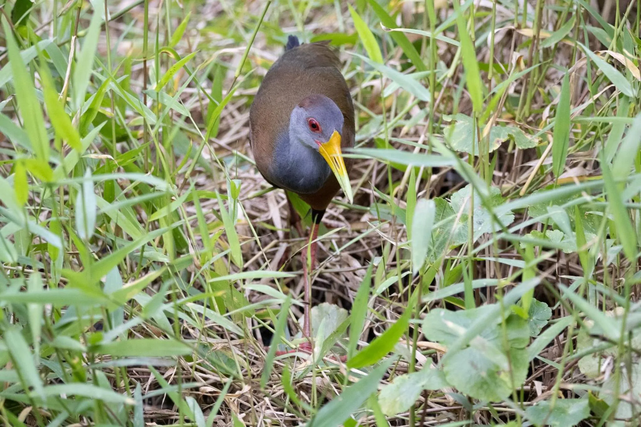 Day in Chachagua Rainforest Hotel & Hot Springs