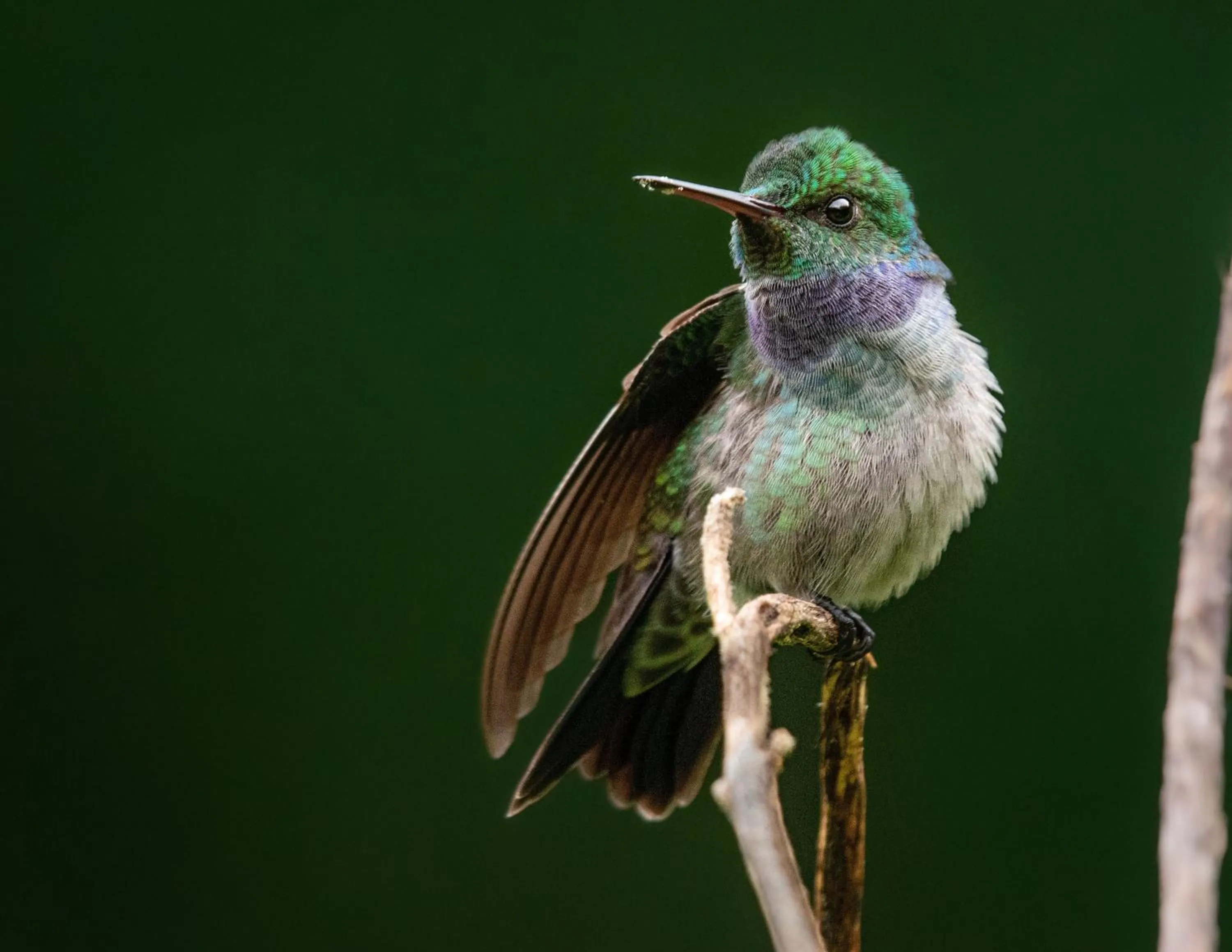 Animals in Chachagua Rainforest Hotel & Hot Springs