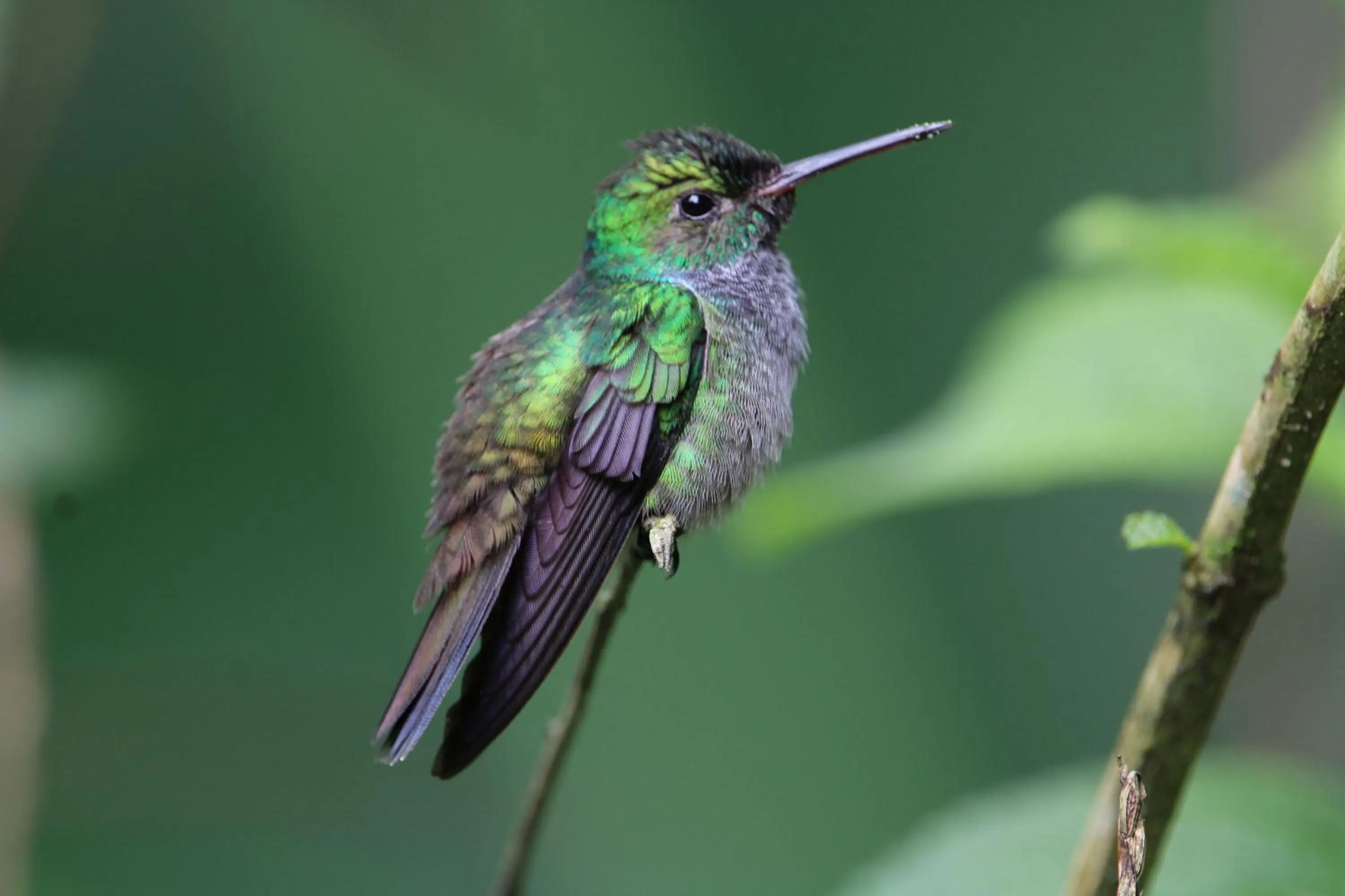 Animals in Chachagua Rainforest Hotel & Hot Springs