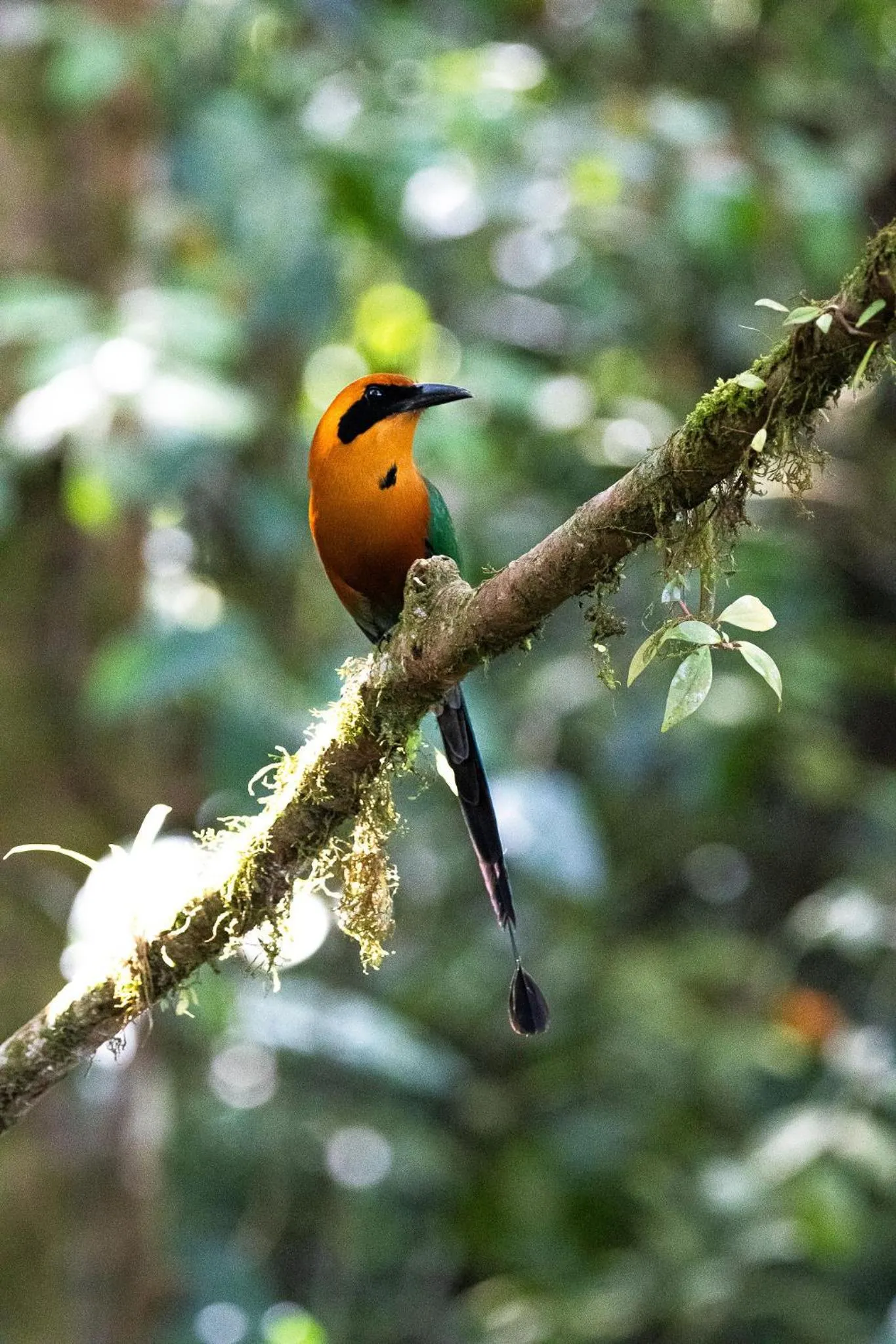 Day in Chachagua Rainforest Hotel & Hot Springs