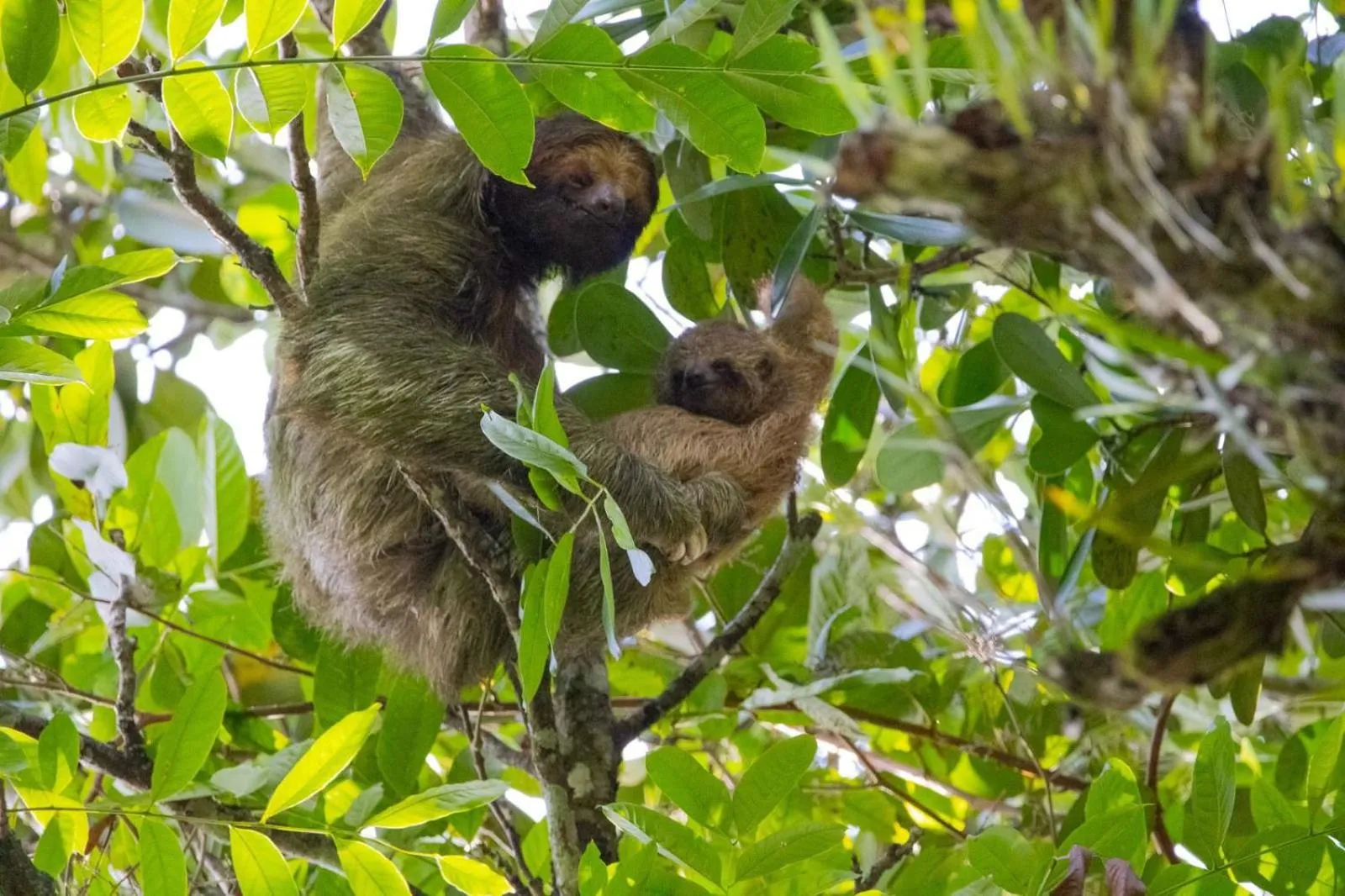Day in Chachagua Rainforest Hotel & Hot Springs