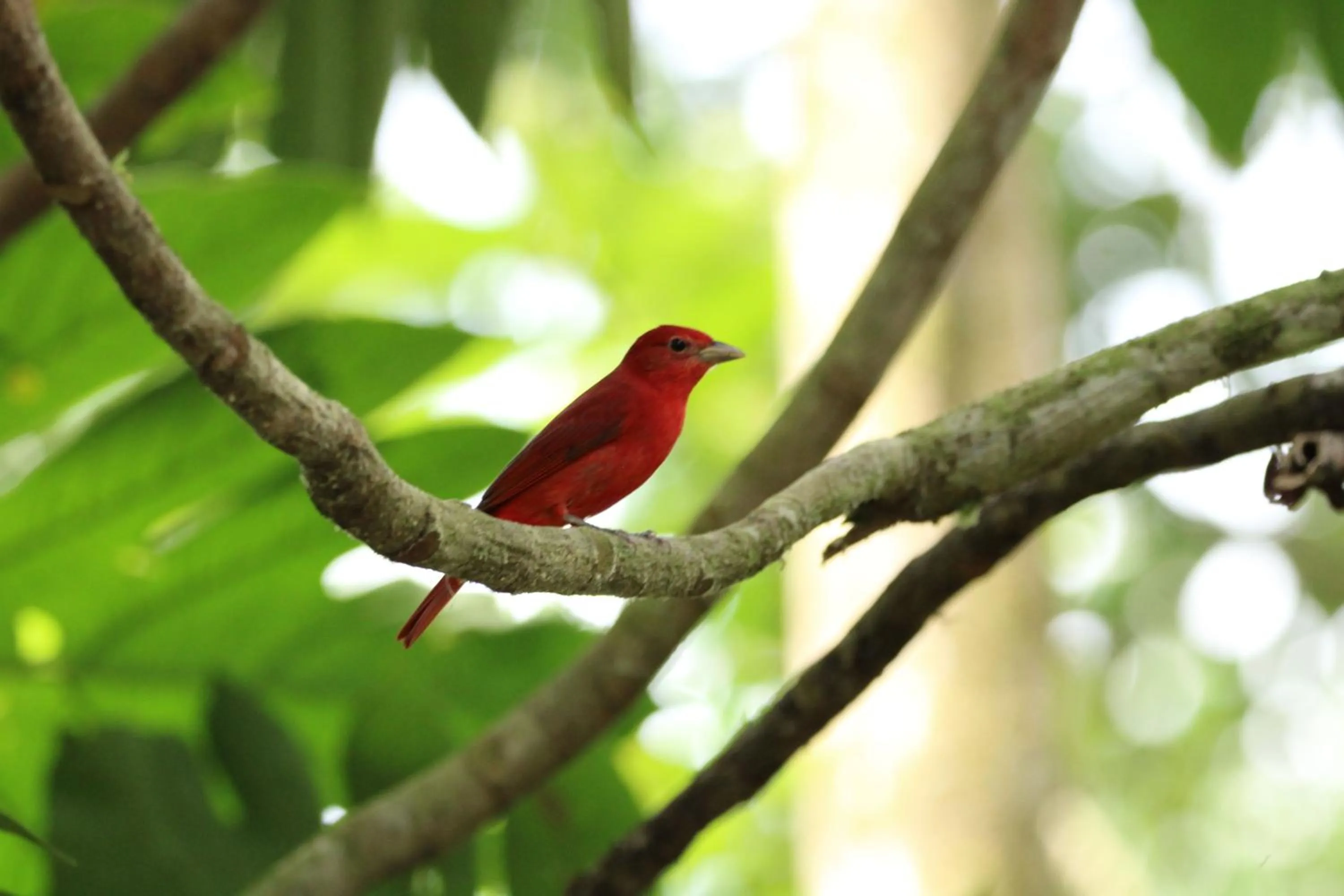 Day in Chachagua Rainforest Hotel & Hot Springs