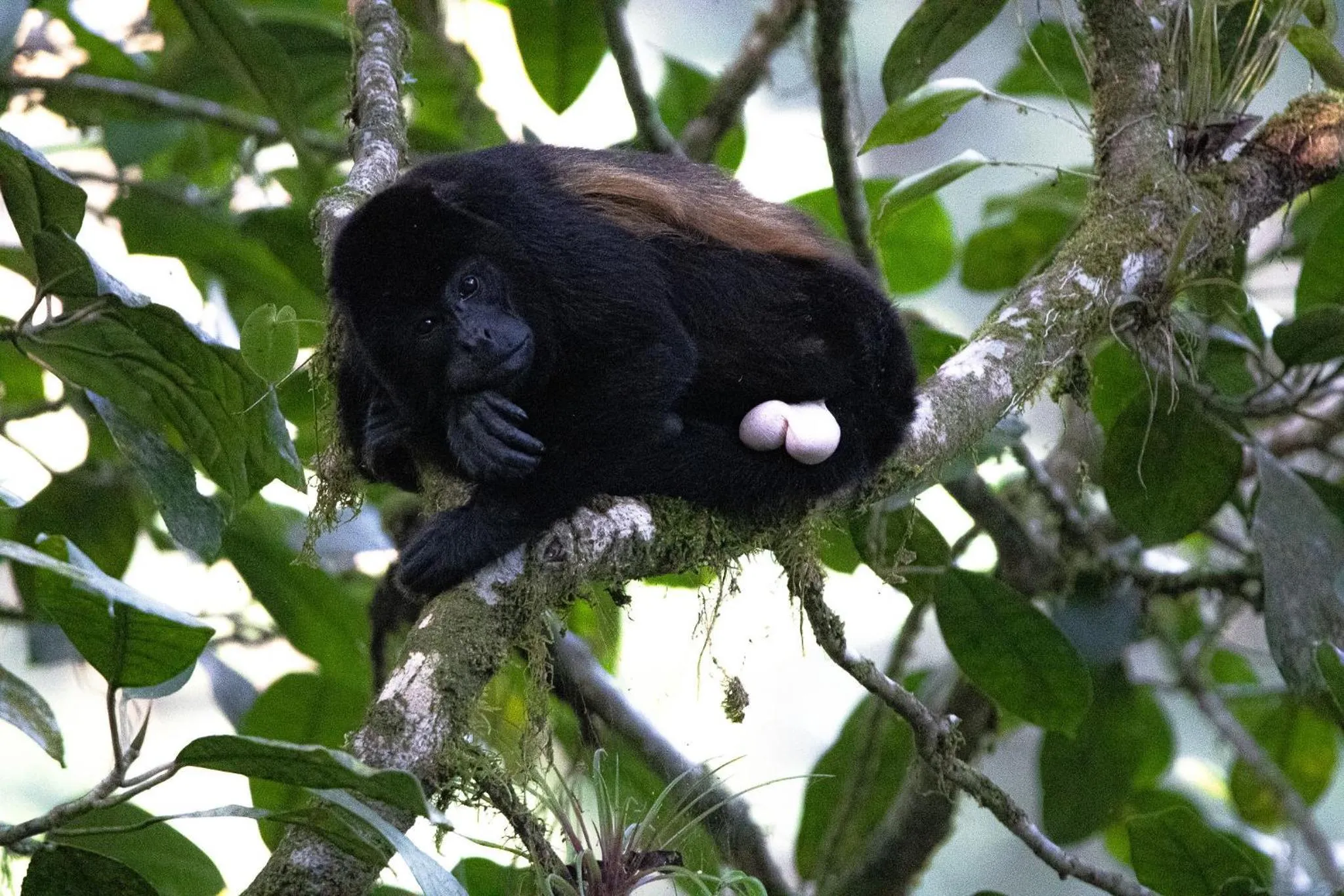Natural landscape in Chachagua Rainforest Hotel & Hot Springs