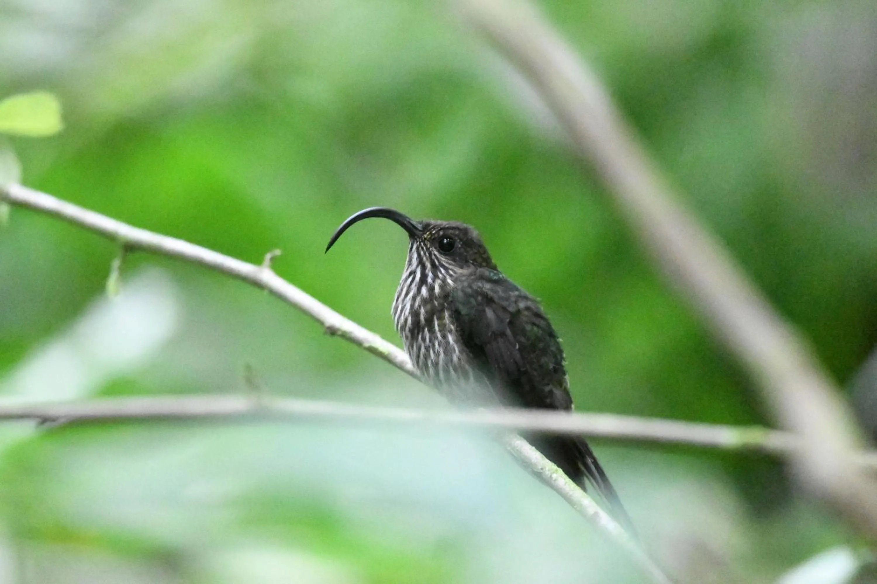 Animals in Chachagua Rainforest Hotel & Hot Springs