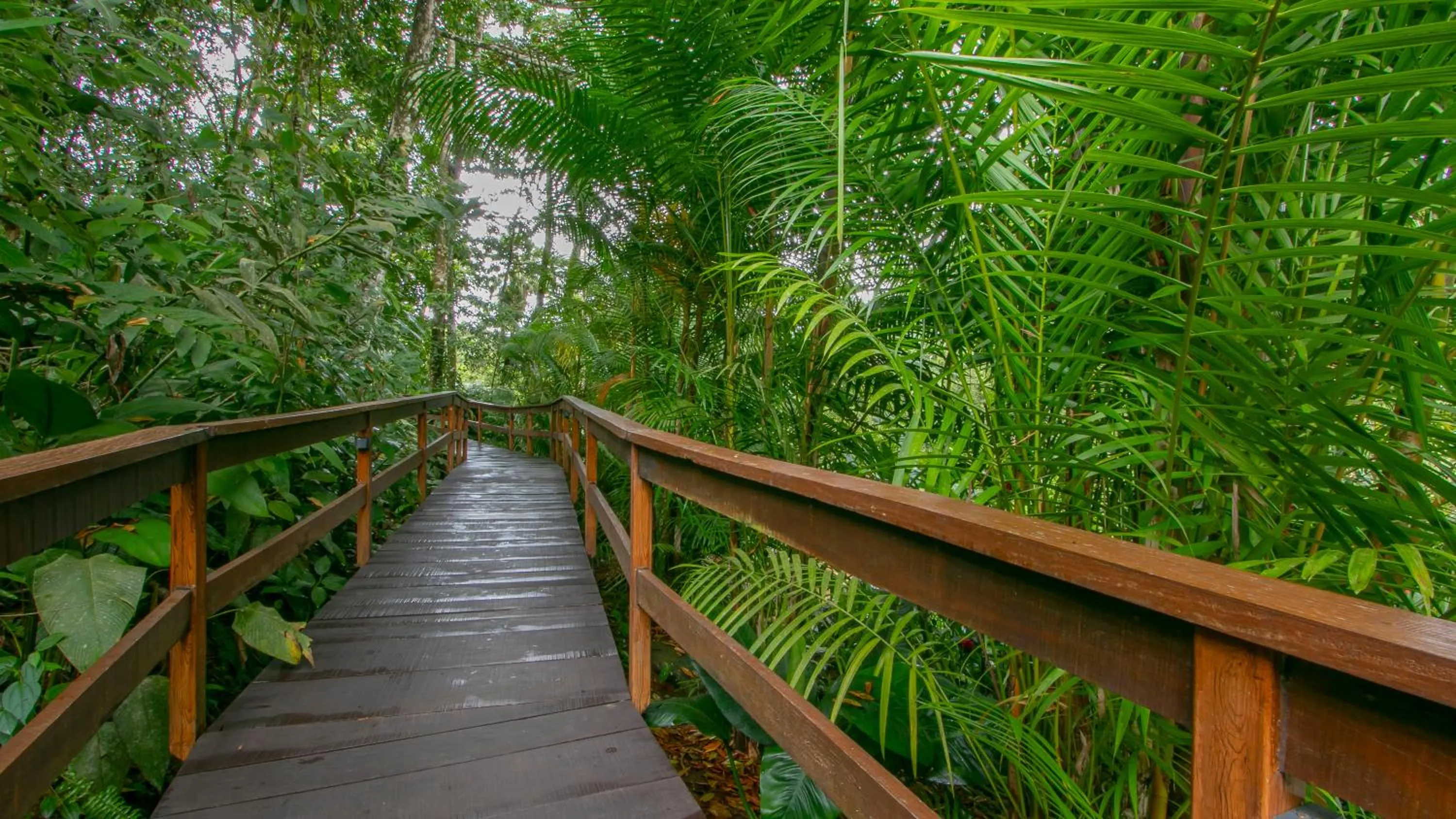 Natural landscape in Chachagua Rainforest Hotel & Hot Springs