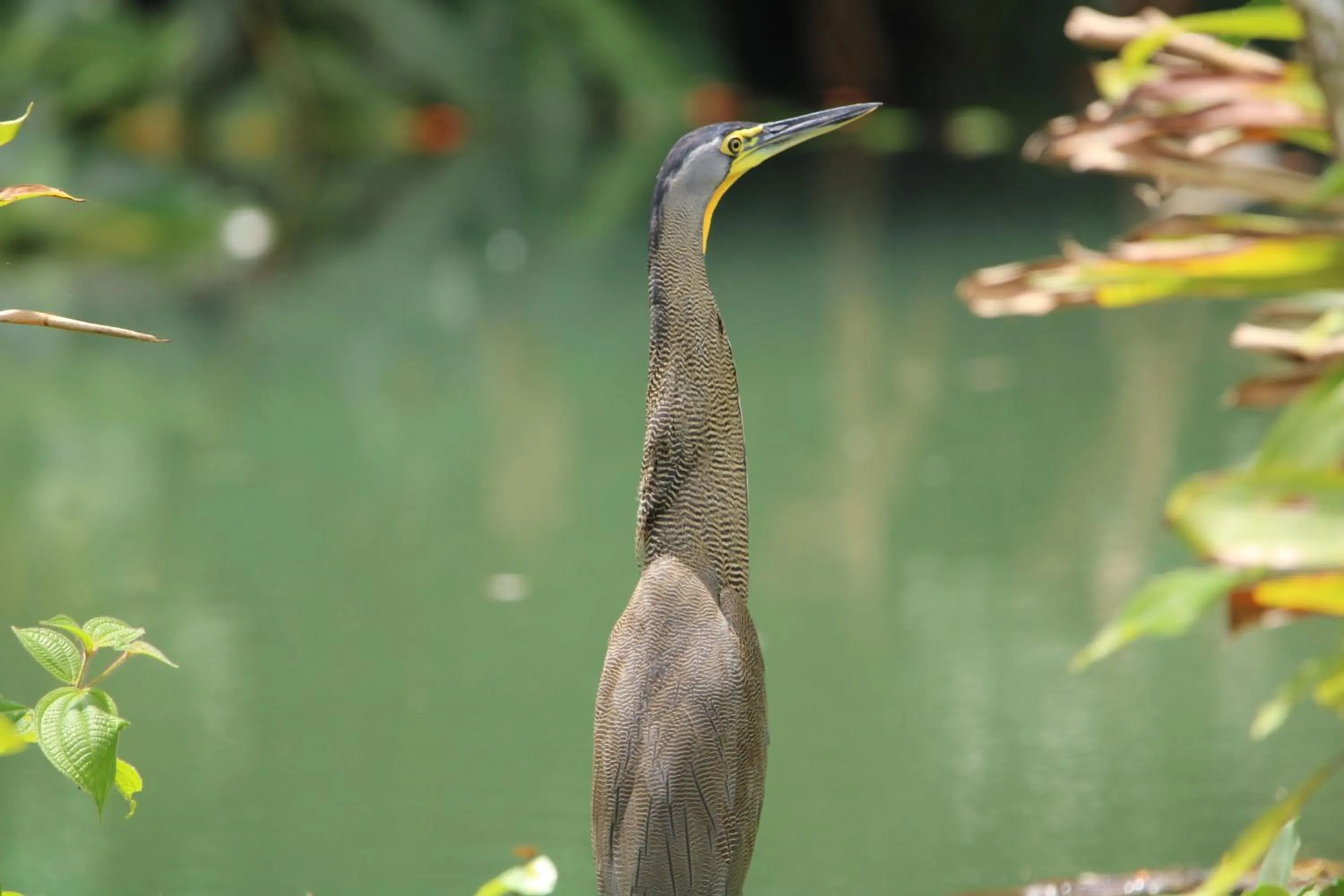 Day in Chachagua Rainforest Hotel & Hot Springs