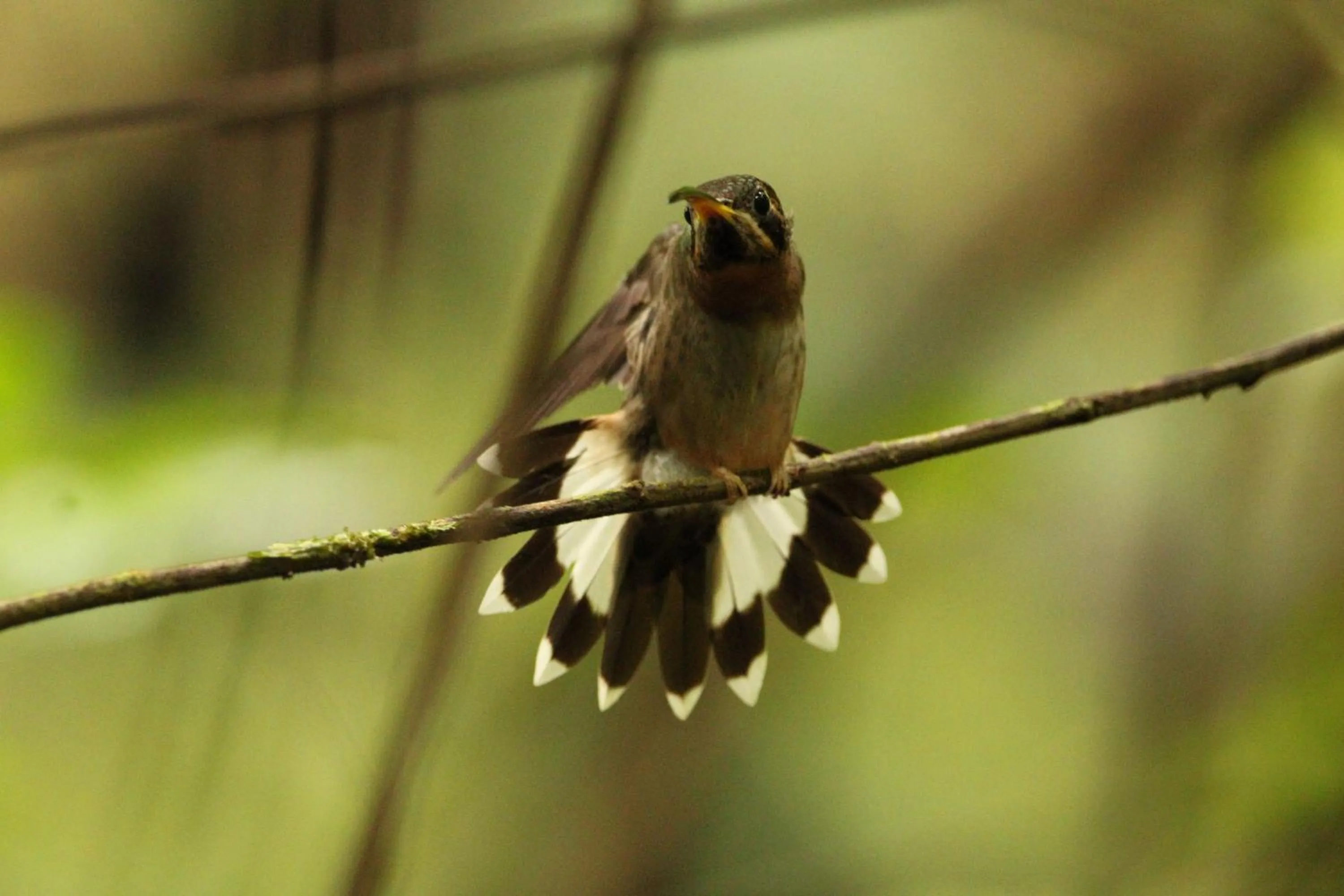 Animals in Chachagua Rainforest Hotel & Hot Springs