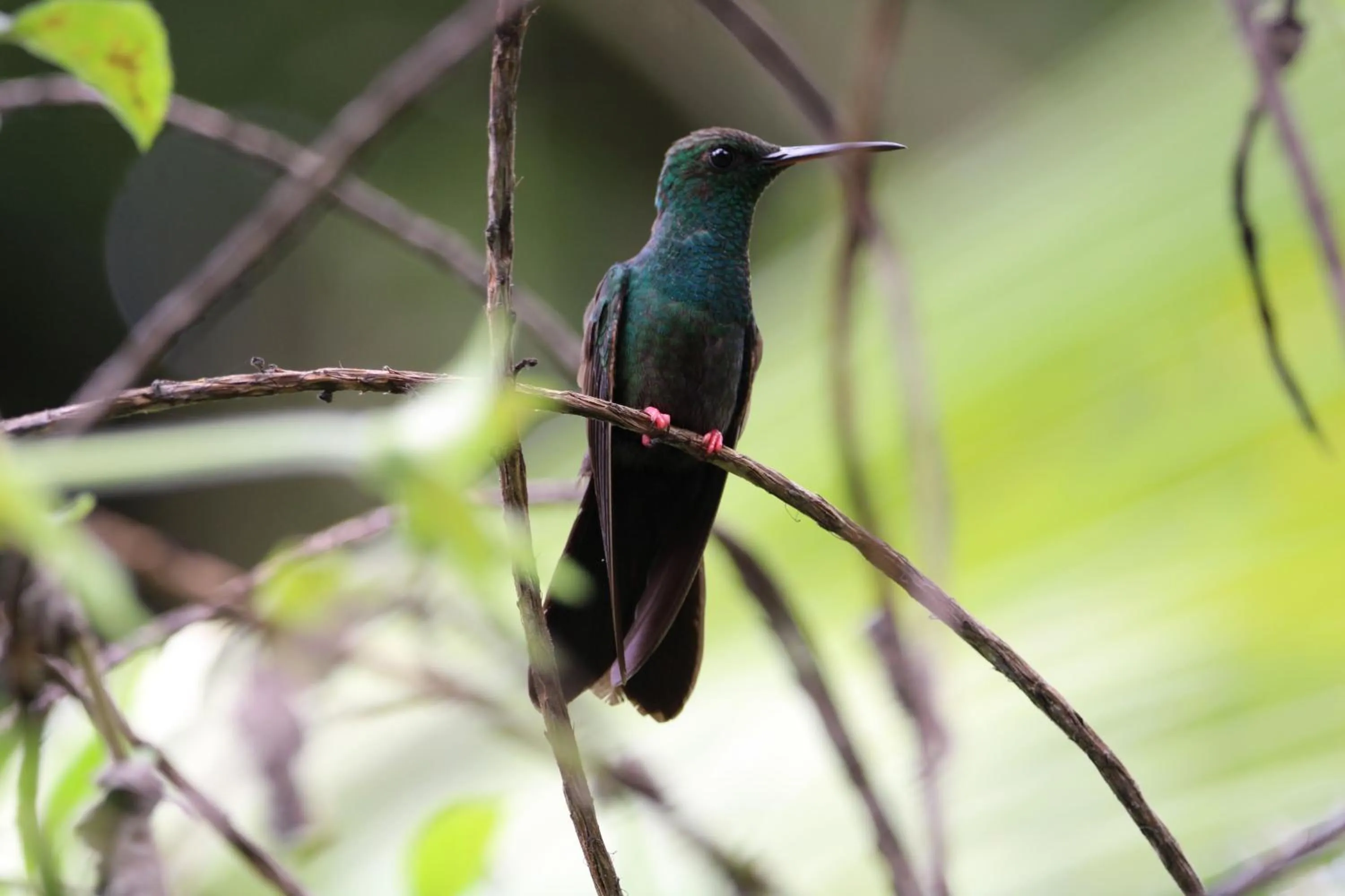 Day in Chachagua Rainforest Hotel & Hot Springs