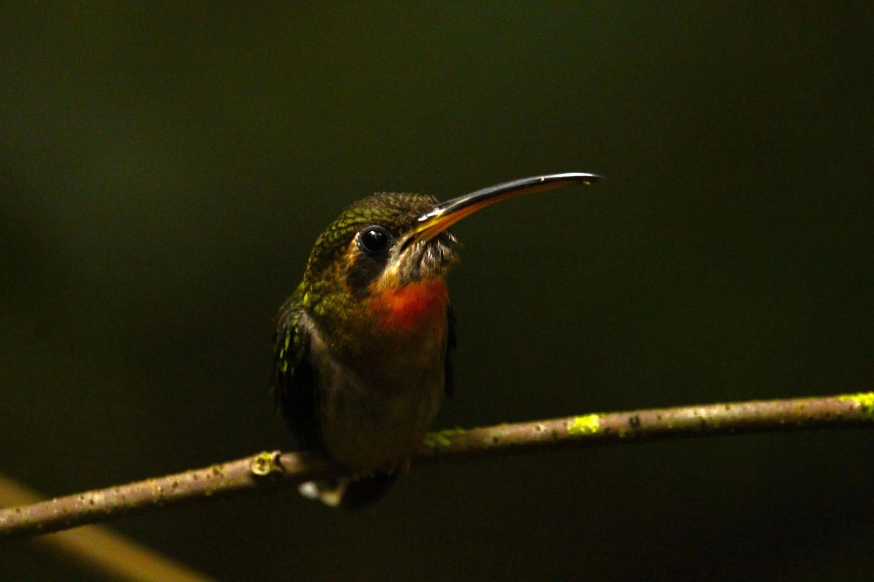 Natural landscape in Chachagua Rainforest Hotel & Hot Springs