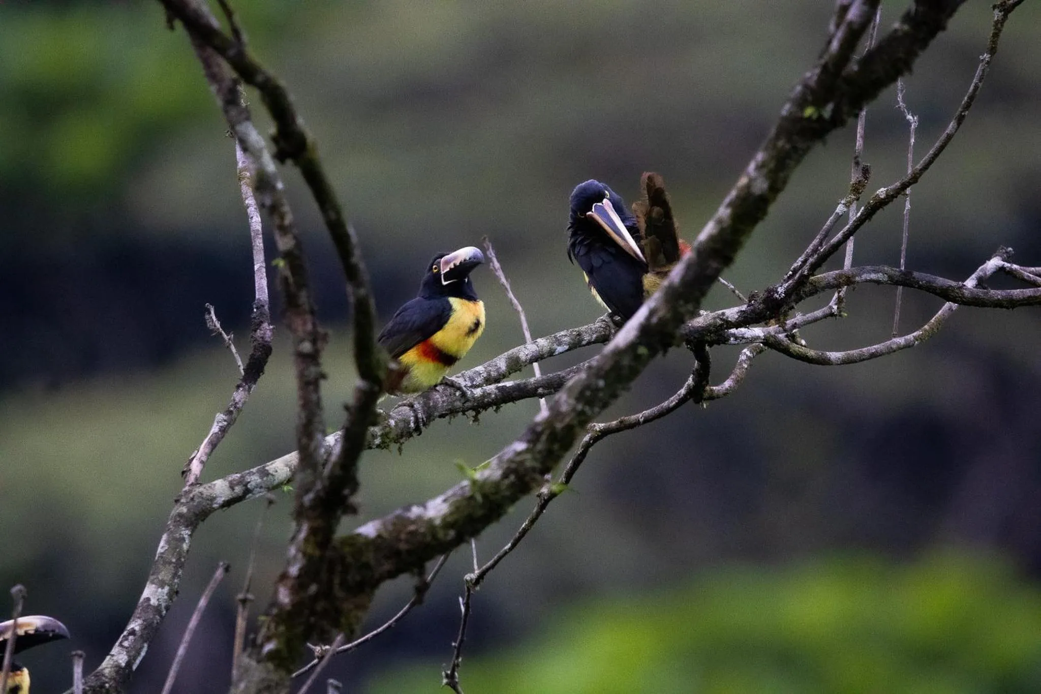 Day in Chachagua Rainforest Hotel & Hot Springs
