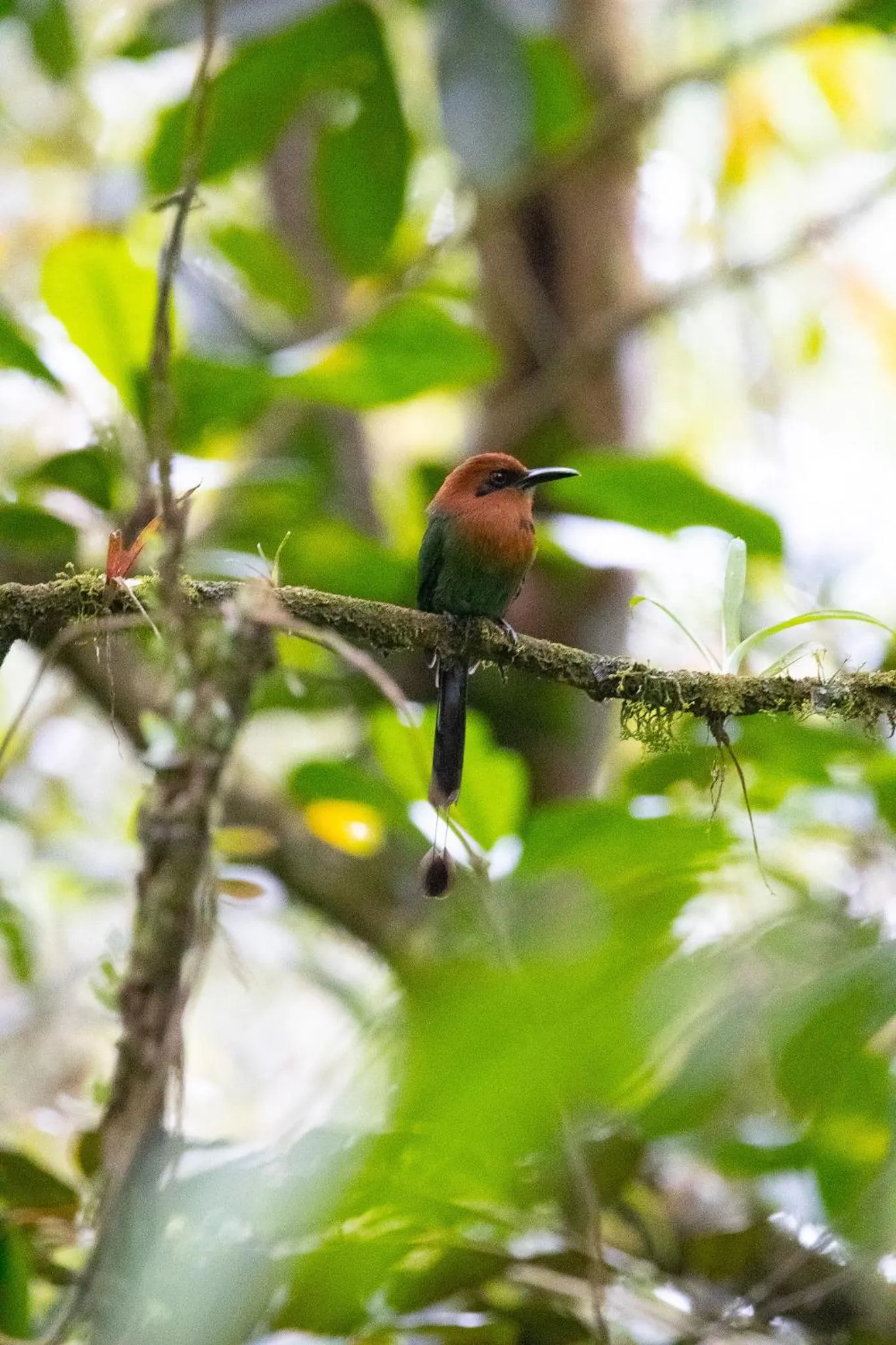 Day in Chachagua Rainforest Hotel & Hot Springs