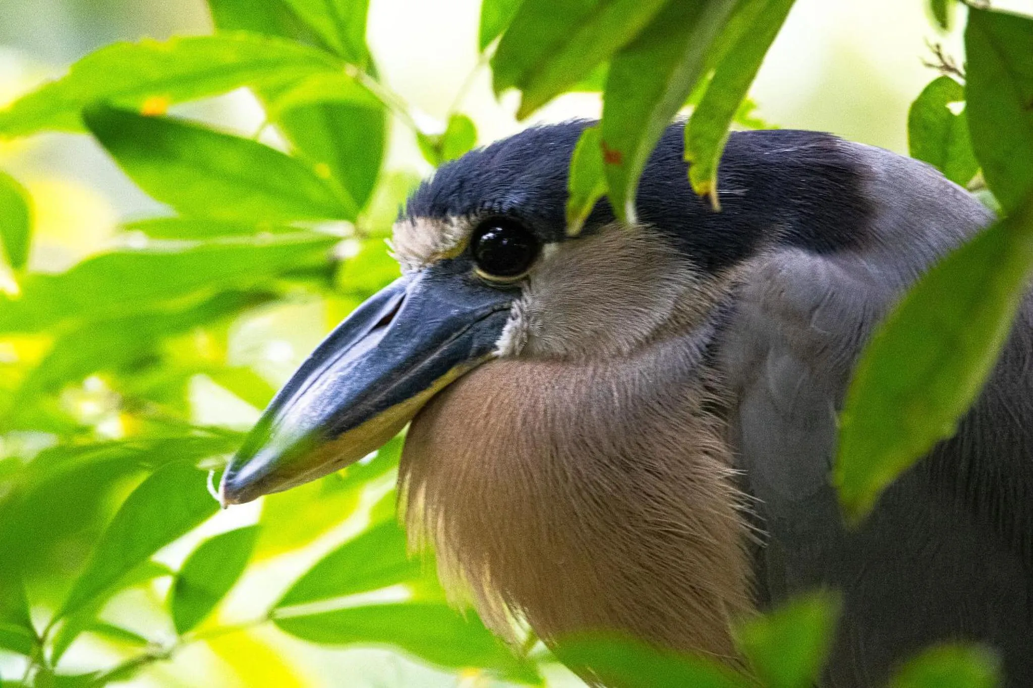 Animals in Chachagua Rainforest Hotel & Hot Springs