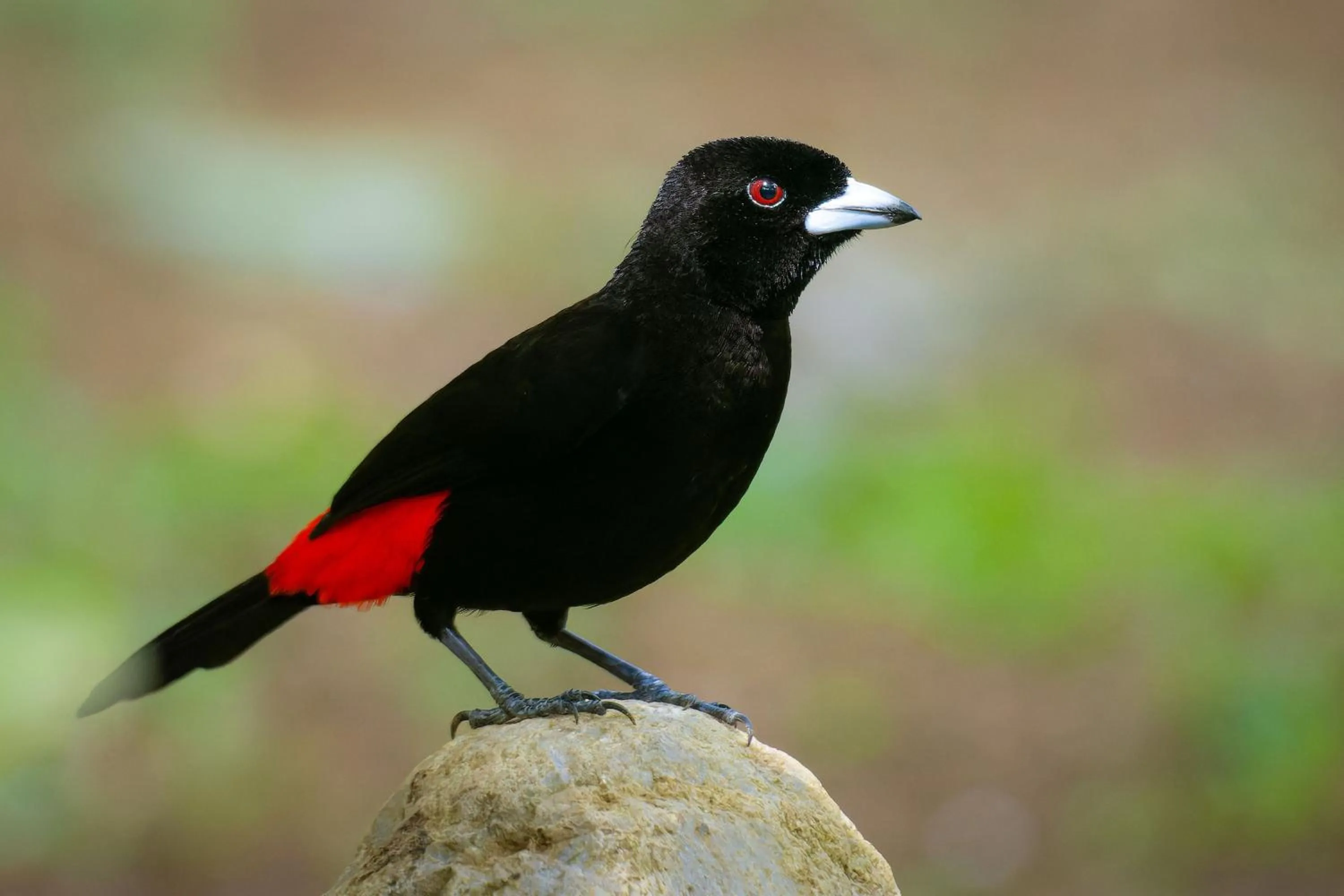 Natural landscape in Chachagua Rainforest Hotel & Hot Springs