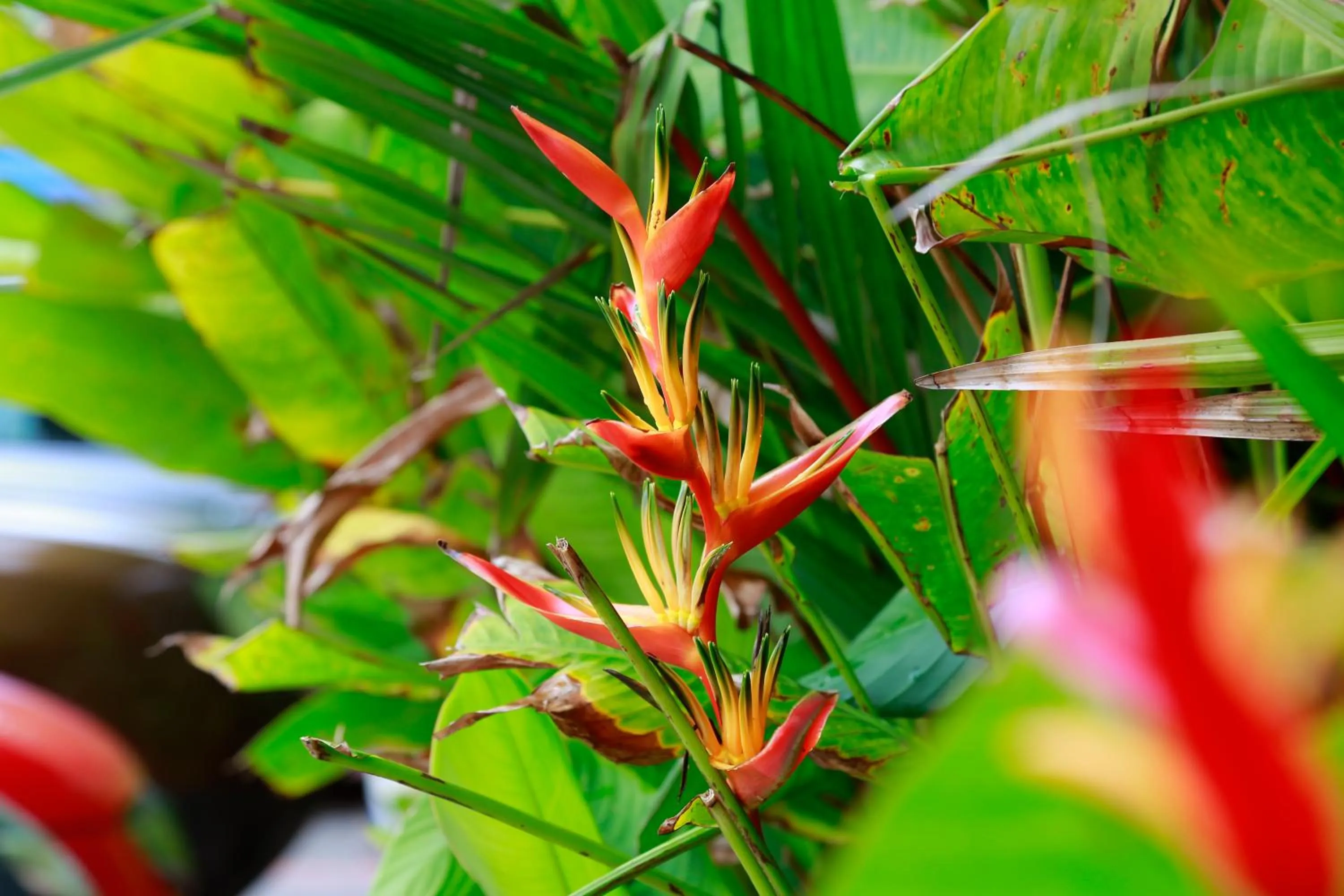 Garden in Renai Blue Waters Cherai