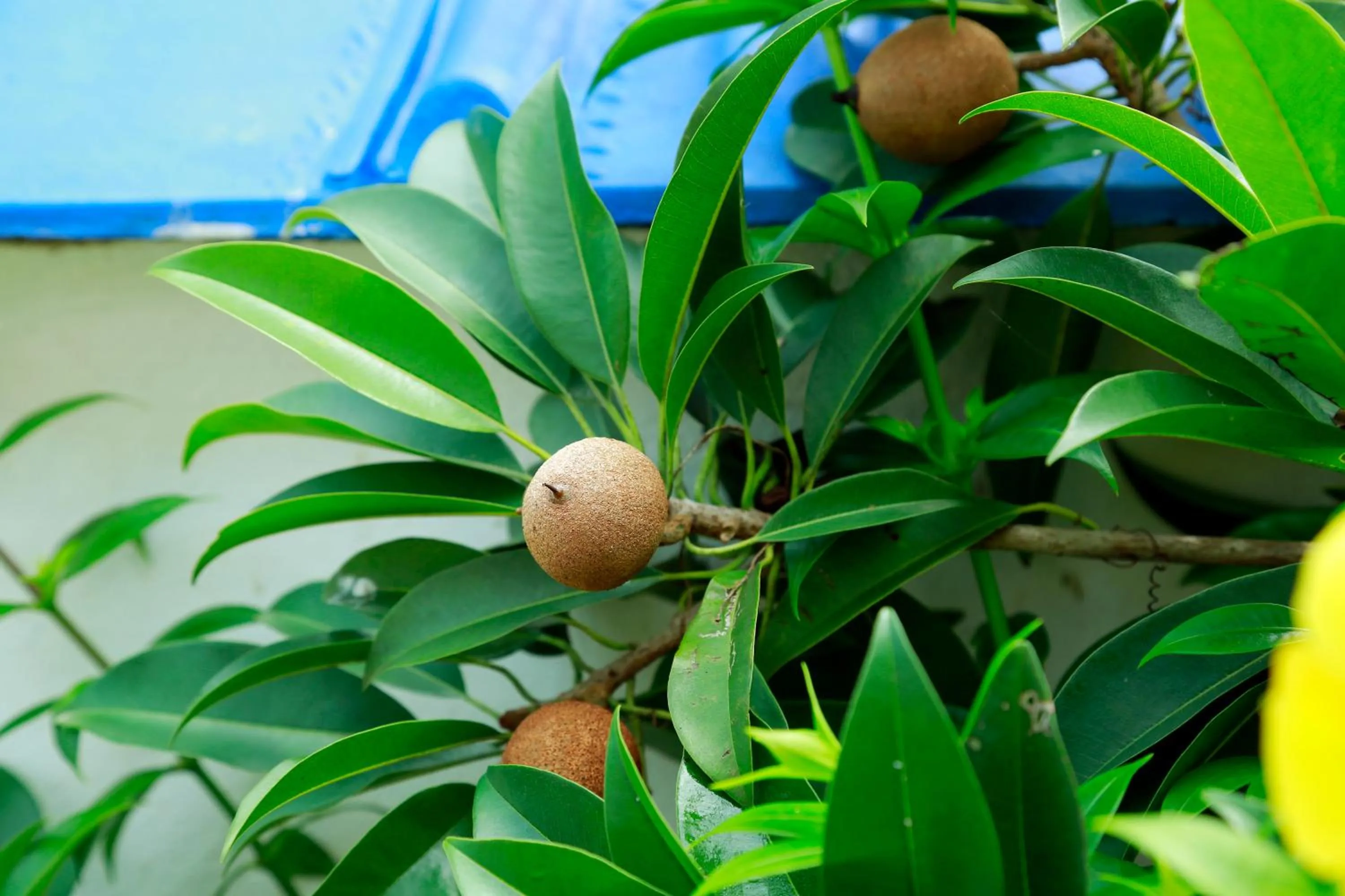 Garden in Renai Blue Waters Cherai