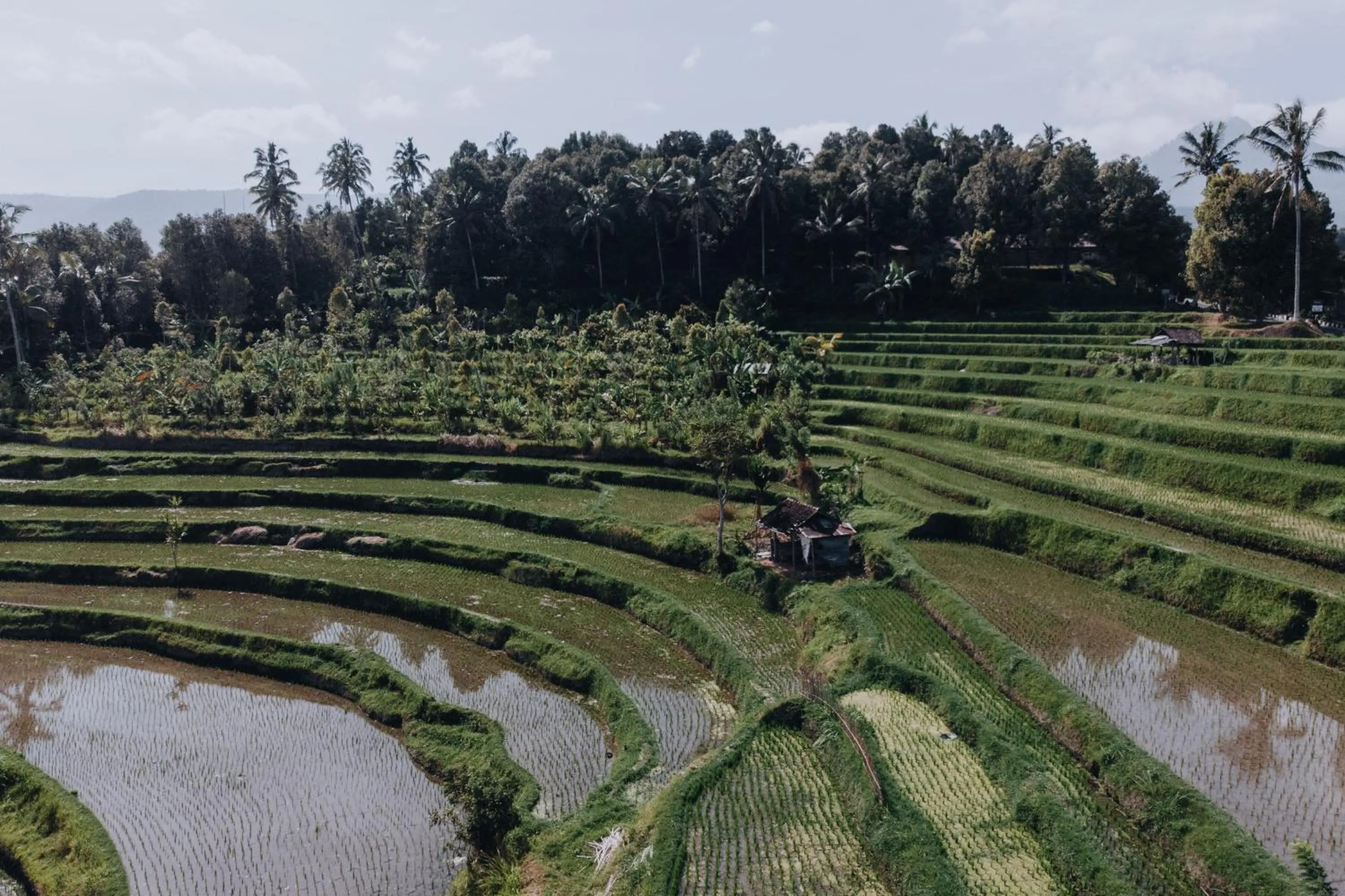 Natural landscape in Candra Cottage