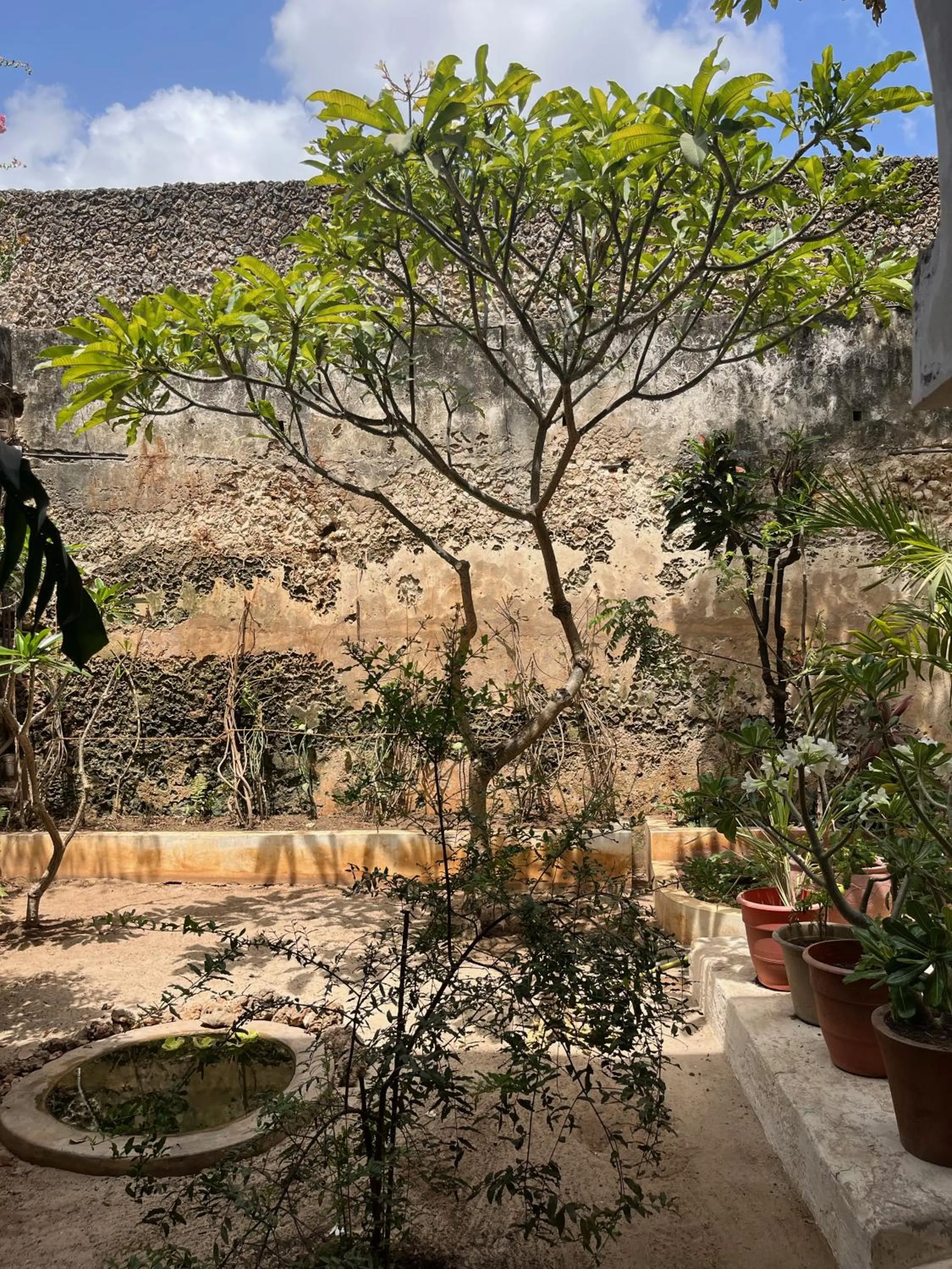 Garden in Subira House