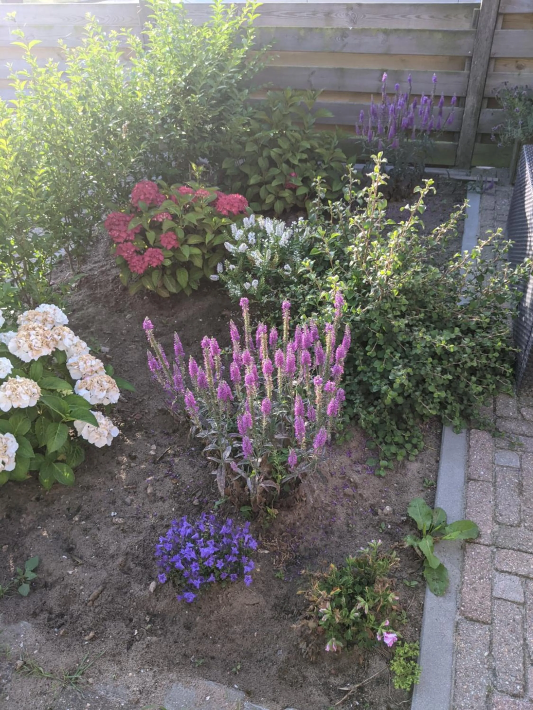 Garden in Logies21 Texel