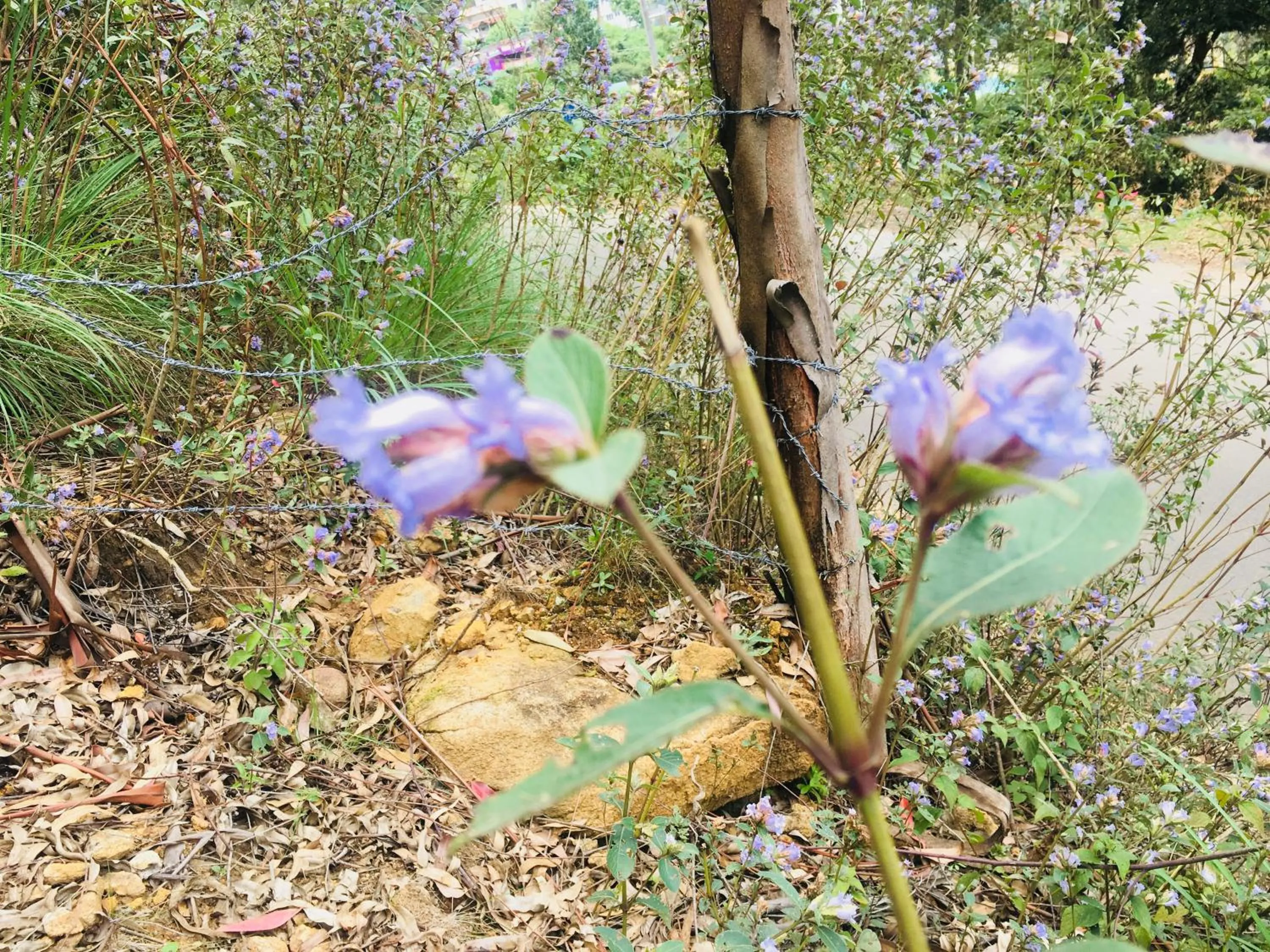 Natural landscape in Hotel Jc Grand