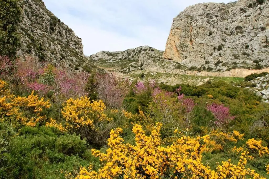 Natural landscape in Alexander Mountain Resort