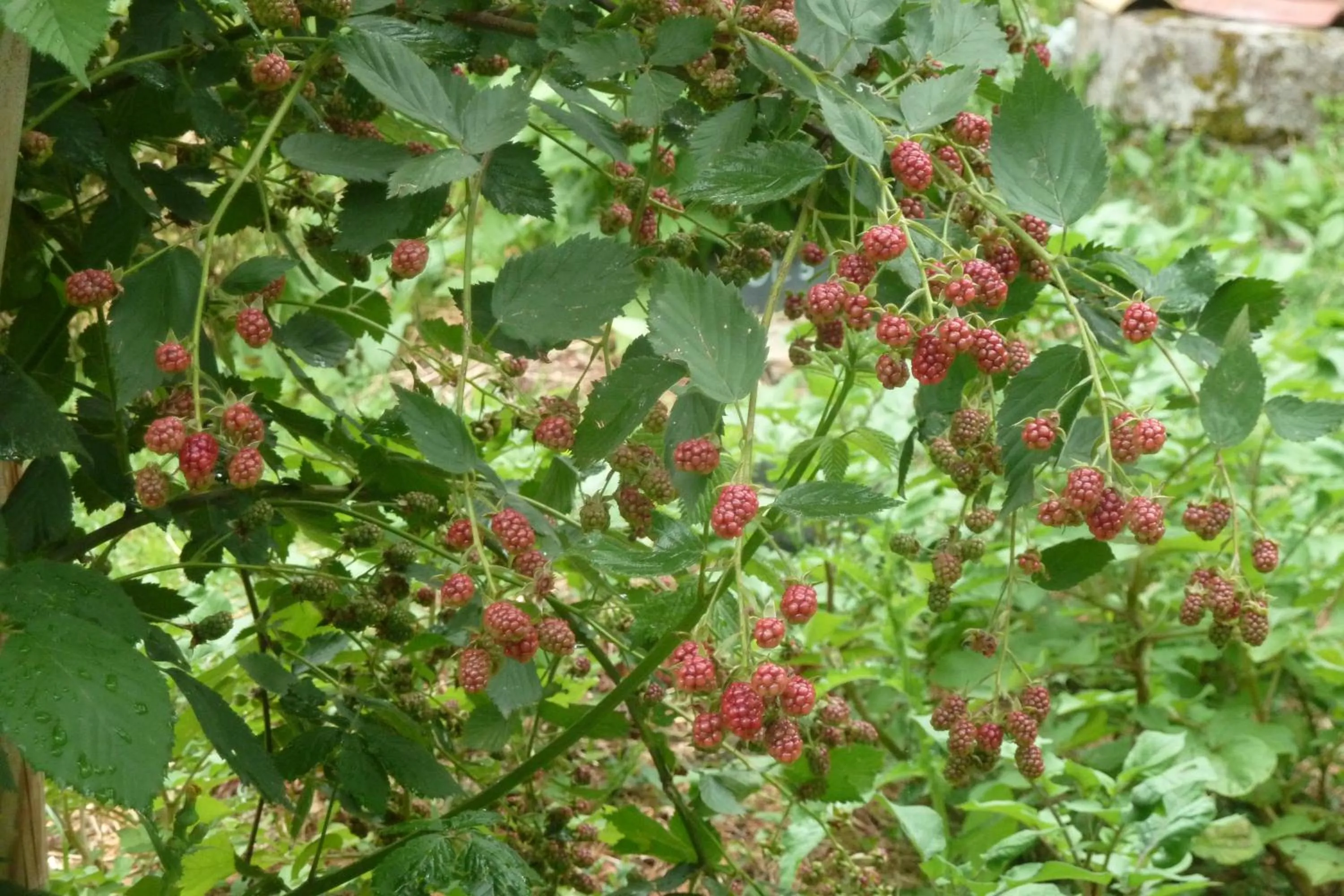 Garden in Au Son du Jardin Poitevin