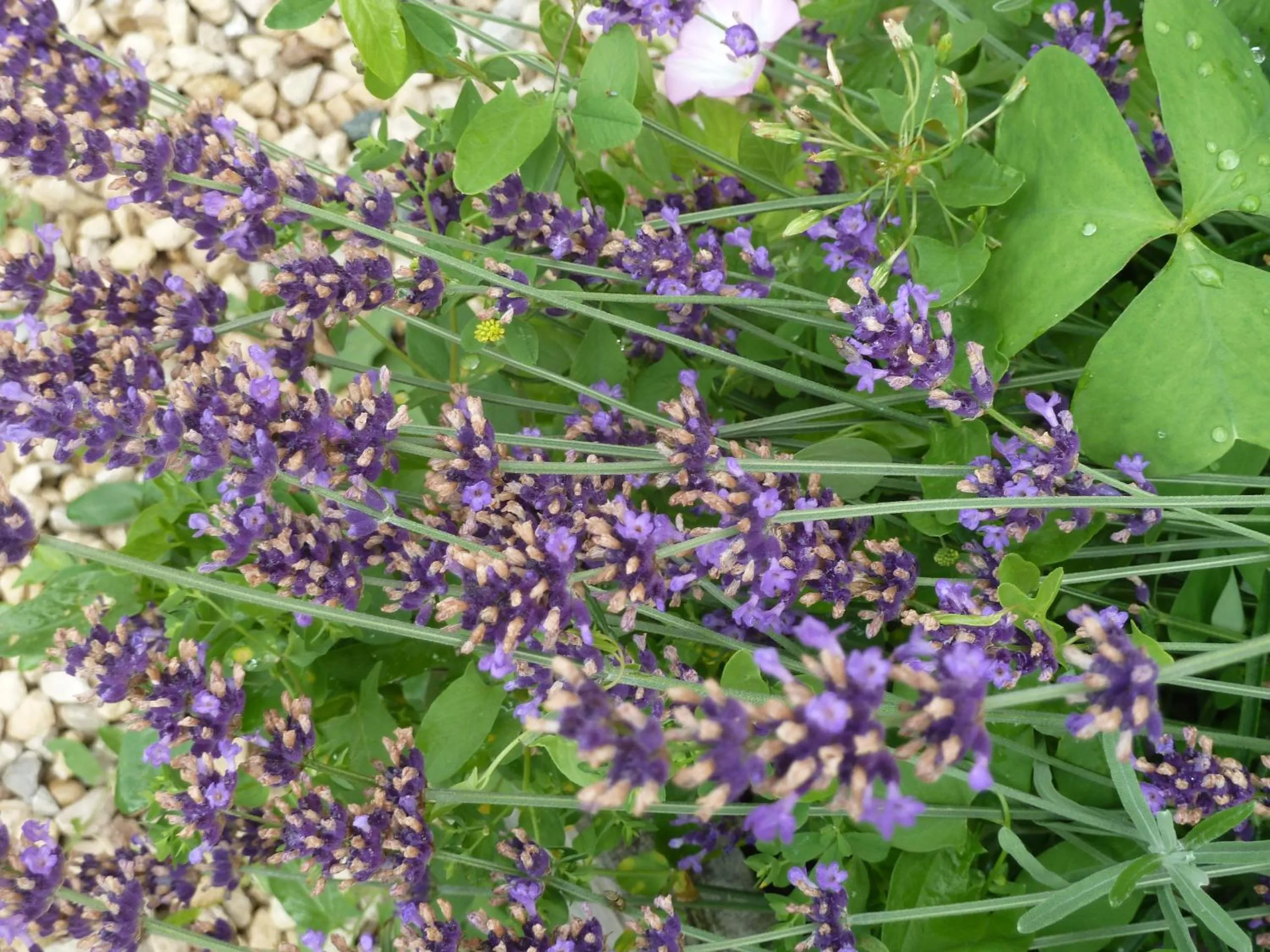 Garden view in Au Son du Jardin Poitevin