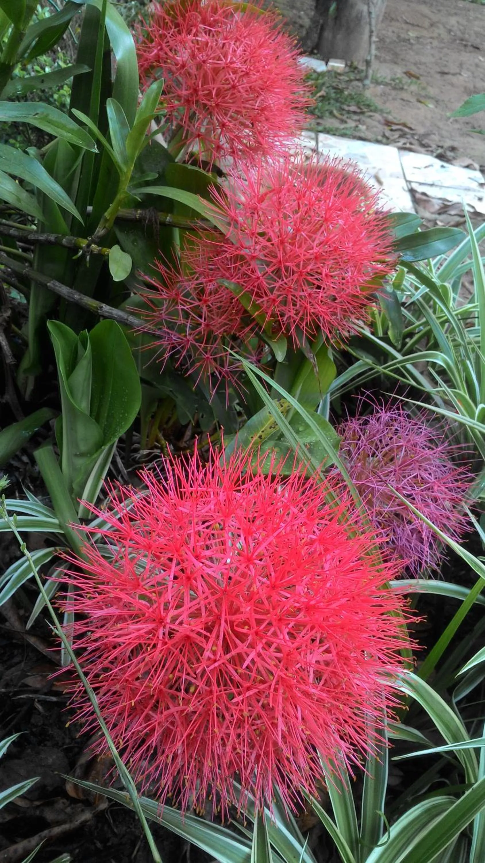 Spring in Chalé Rancho Aratama