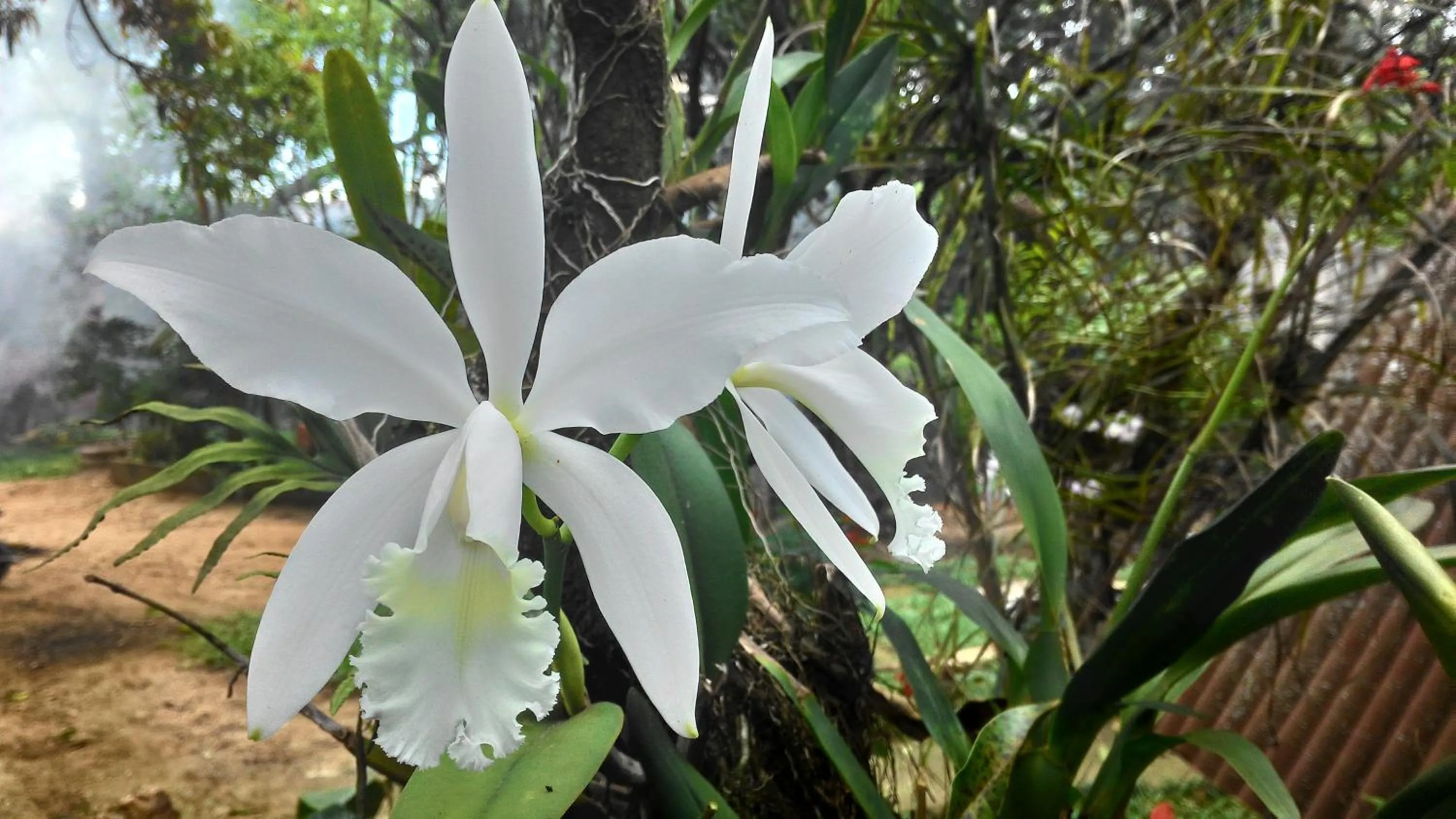 Spring in Chalé Rancho Aratama