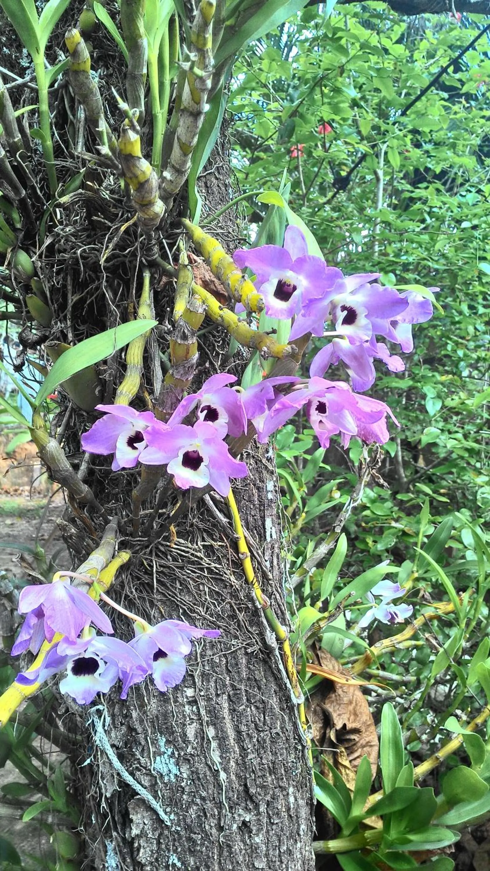 Spring in Chalé Rancho Aratama