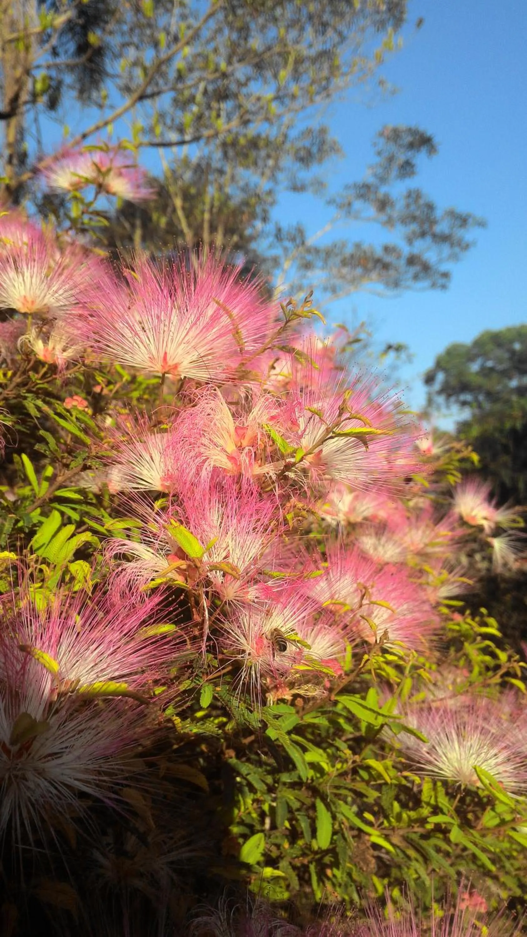 Spring in Chalé Rancho Aratama