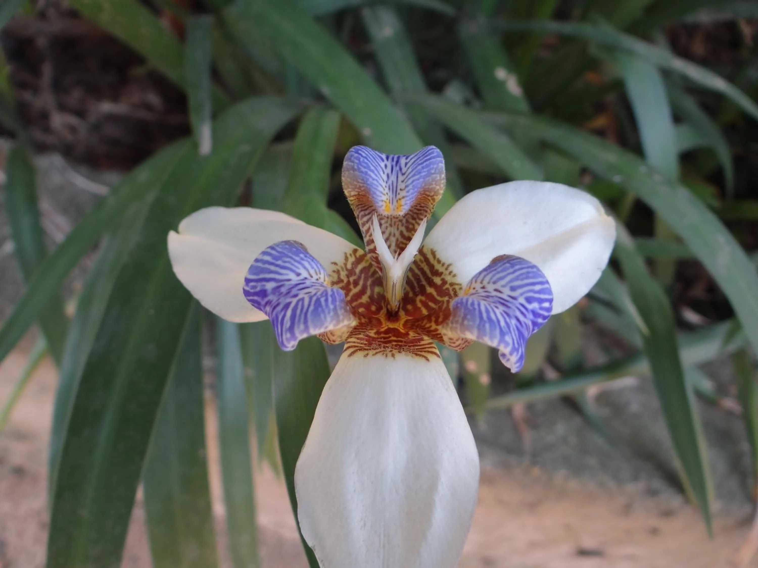 Spring in Chalé Rancho Aratama