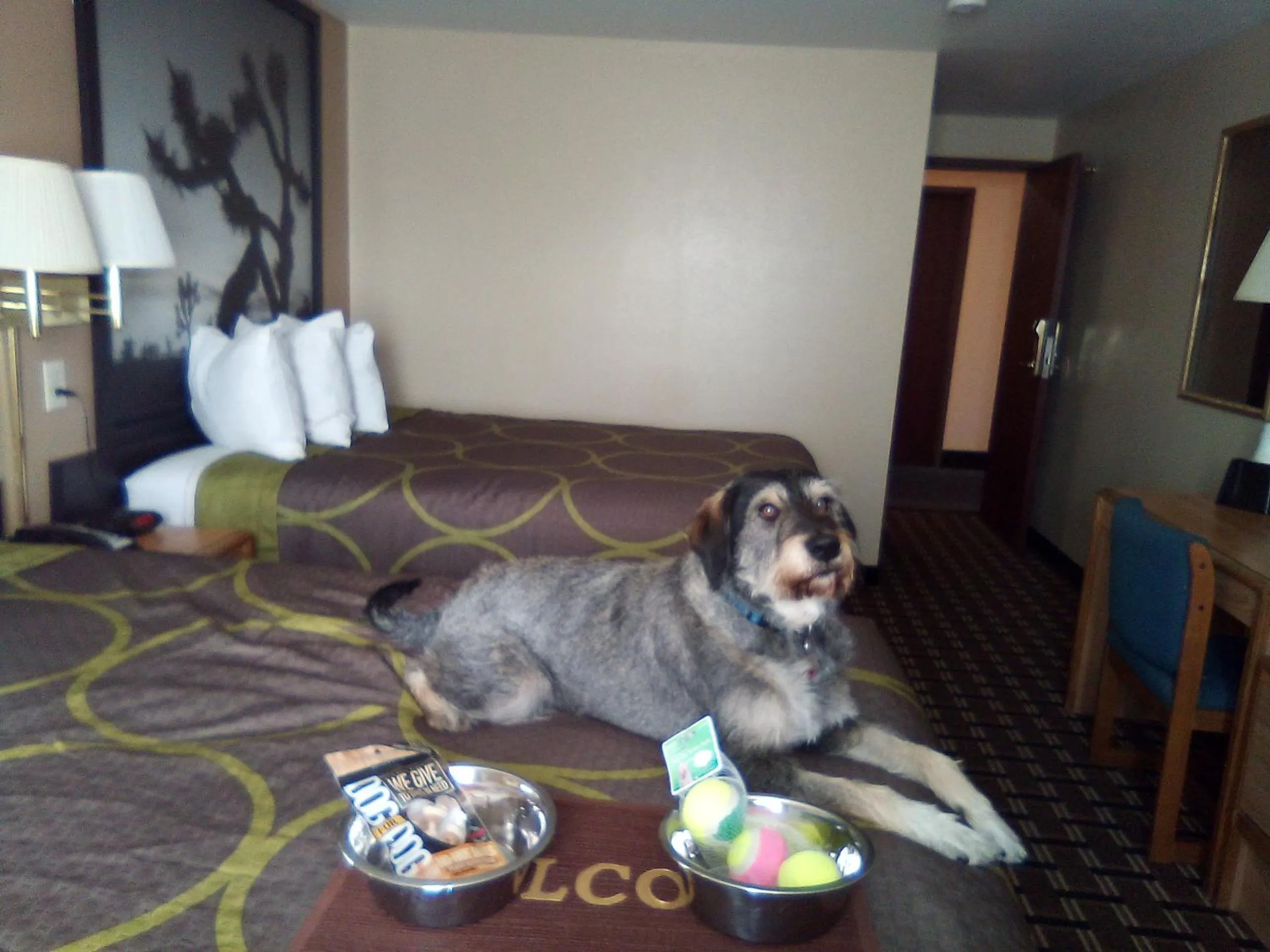 Bed in Super 8 by Wyndham Carson City Lake Tahoe