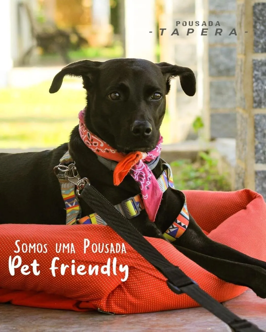 Pets in Pousada Tapera