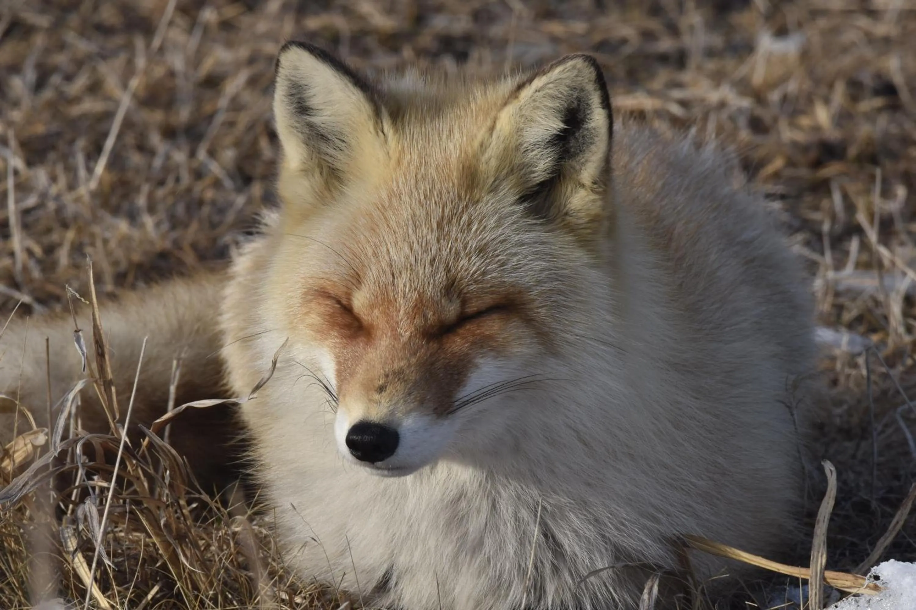Animals in Shiretokoserai