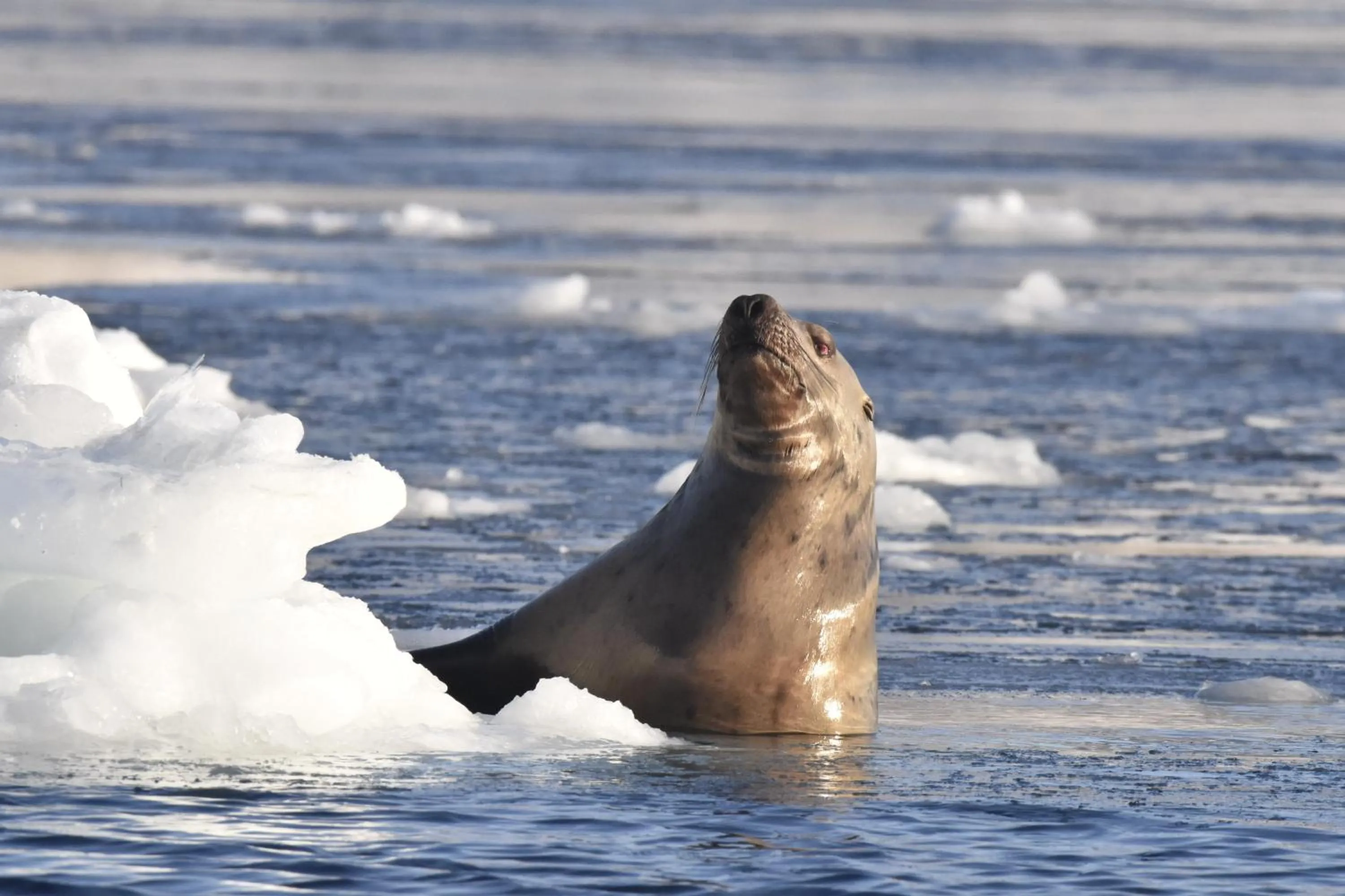 Natural landscape in Shiretokoserai