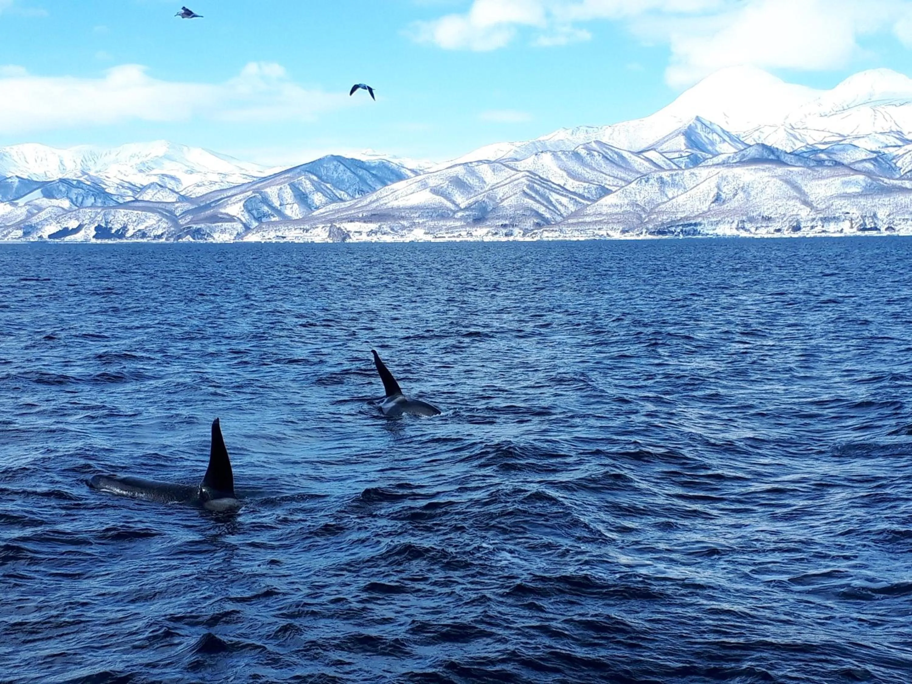 Winter in Shiretokoserai