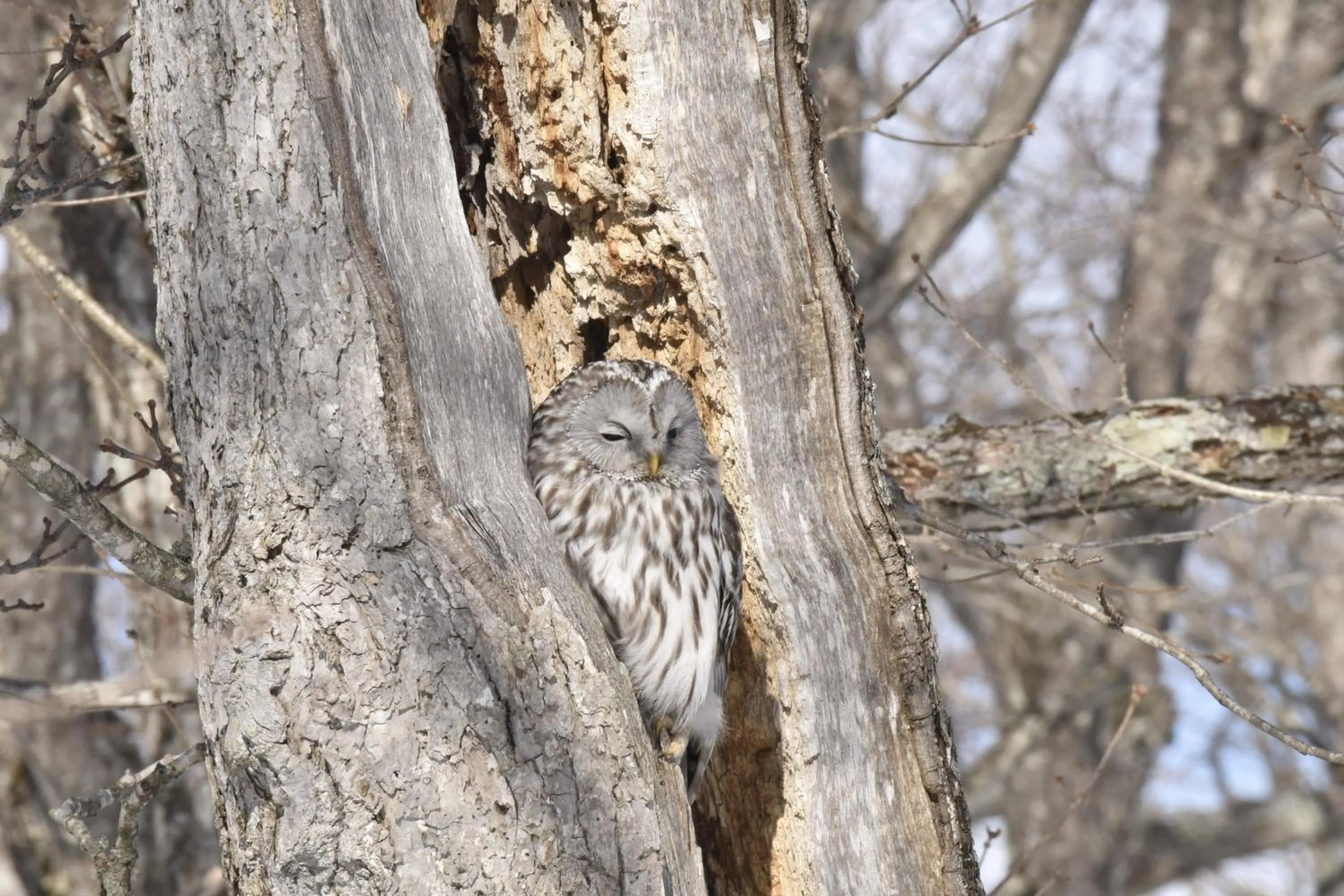 Animals in Shiretokoserai