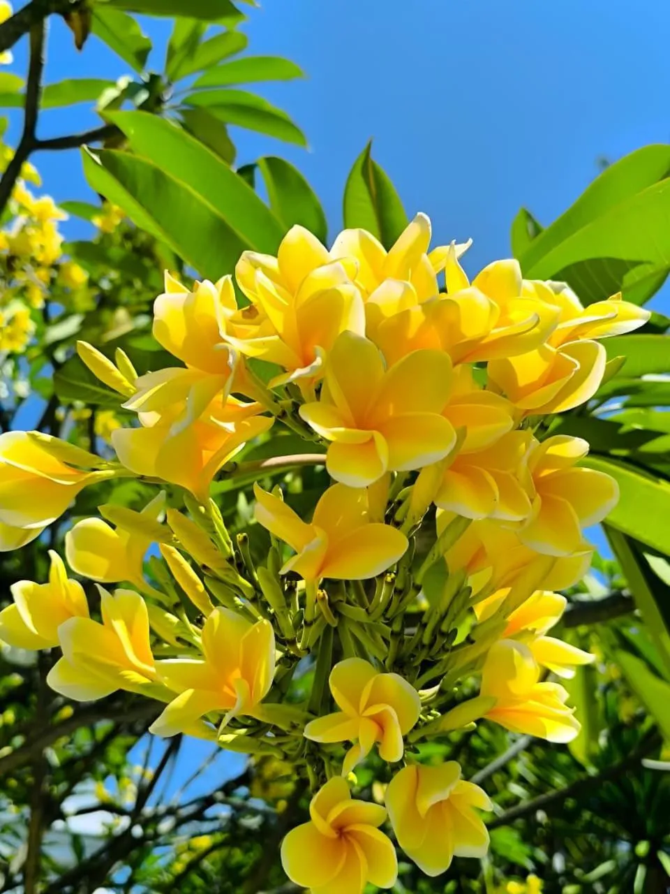 Garden in The Trawangan Resort
