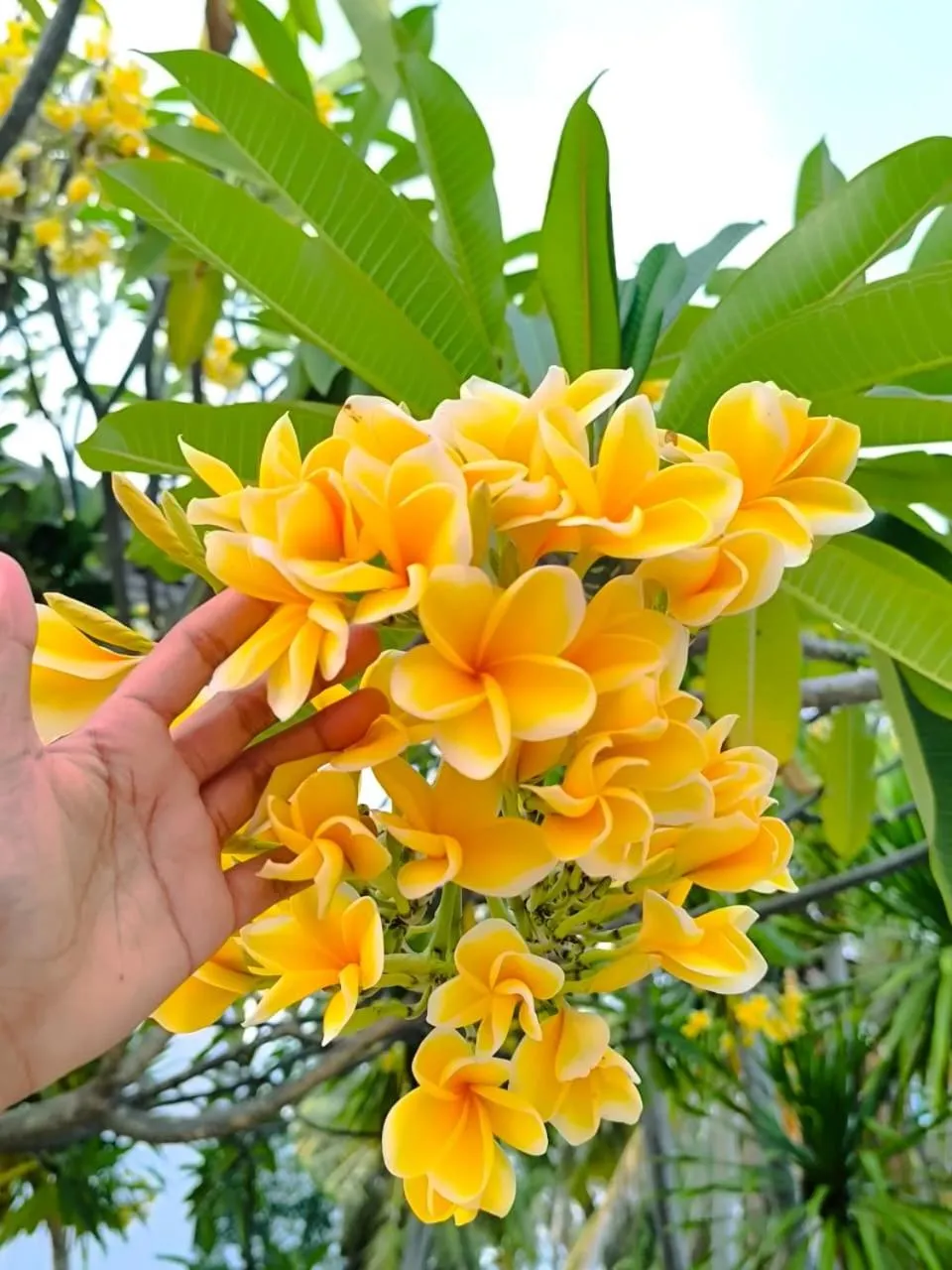 Garden in The Trawangan Resort