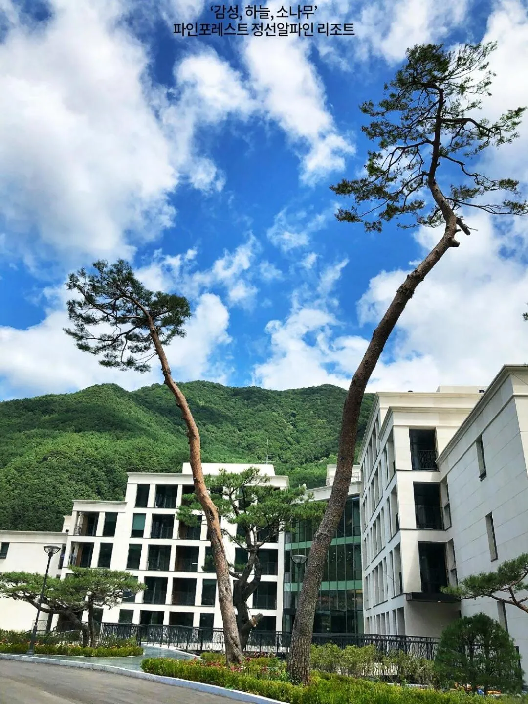 Pine Forest Jeongseon Alpine Resort