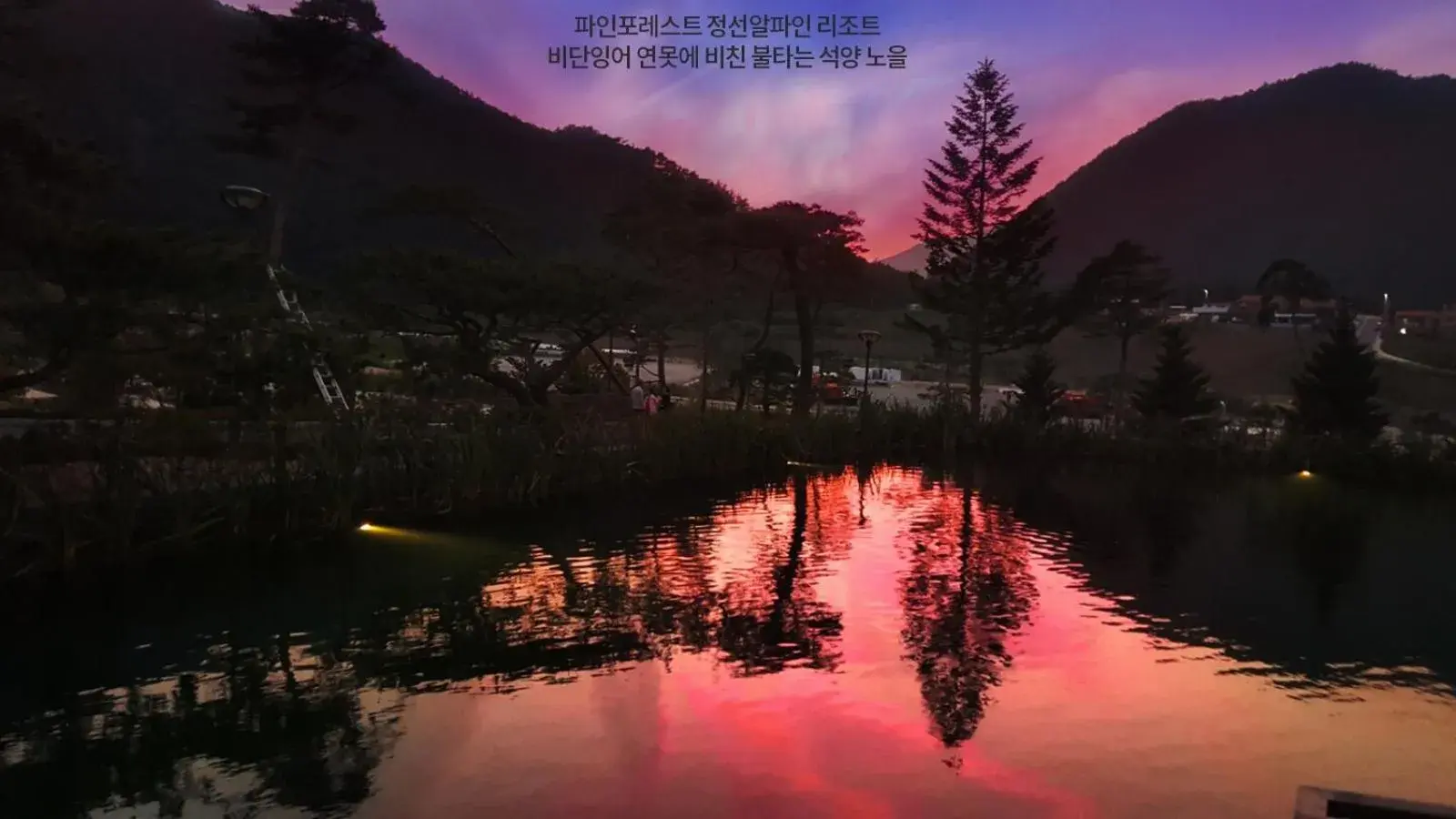 Pine Forest Jeongseon Alpine Resort Pine Forest Jeongseon Alpine Resort