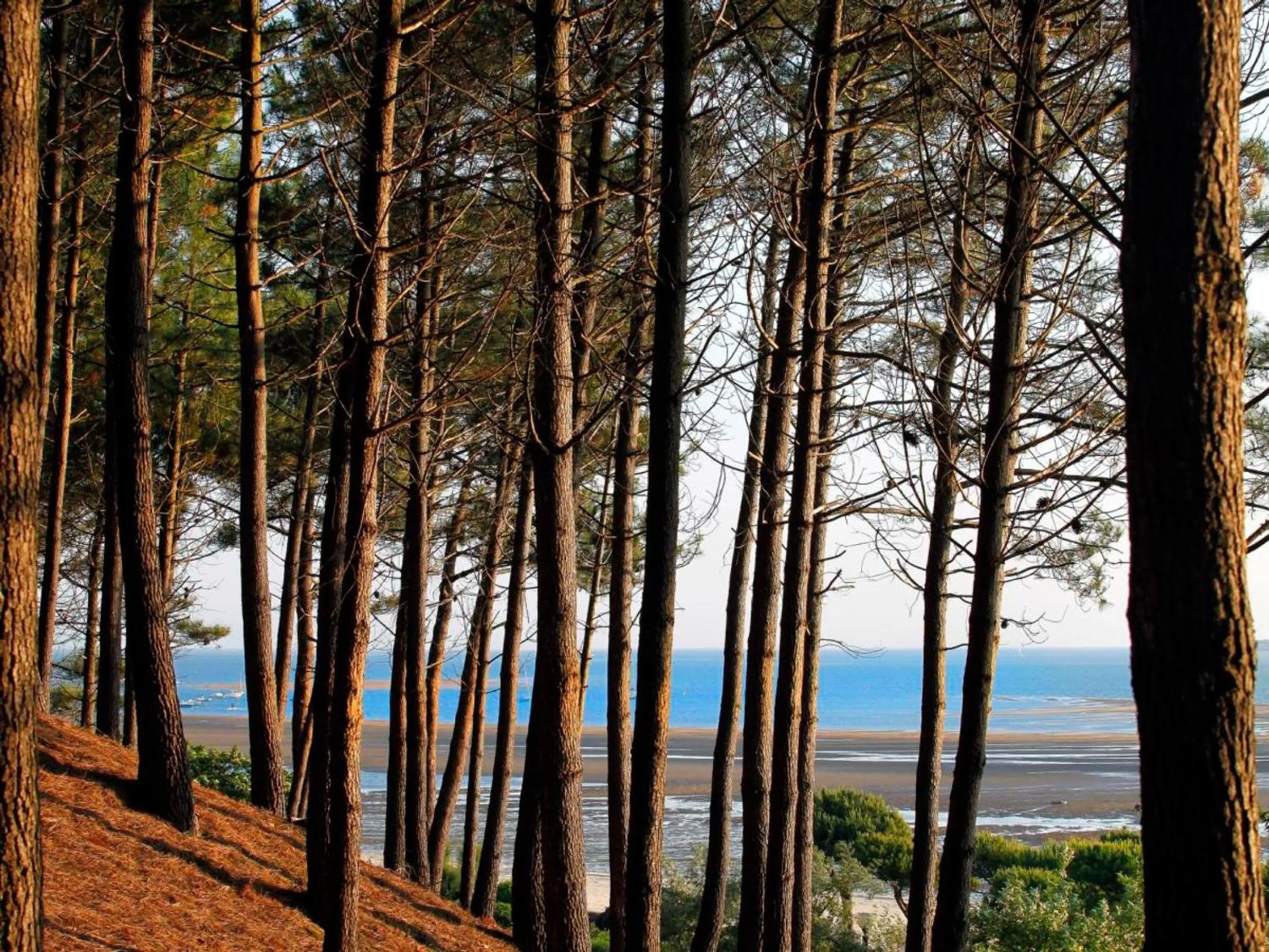 Arcachon T3 Lumineux 50m Plage Centre Ville avec Parking et WIFI - FR-1-420-60