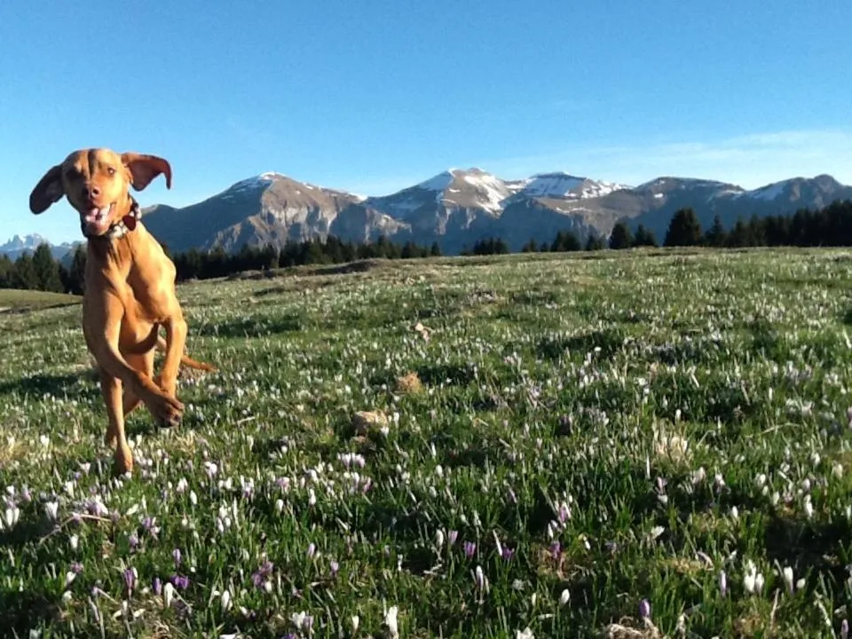 Pets in Alla Casetta B&B