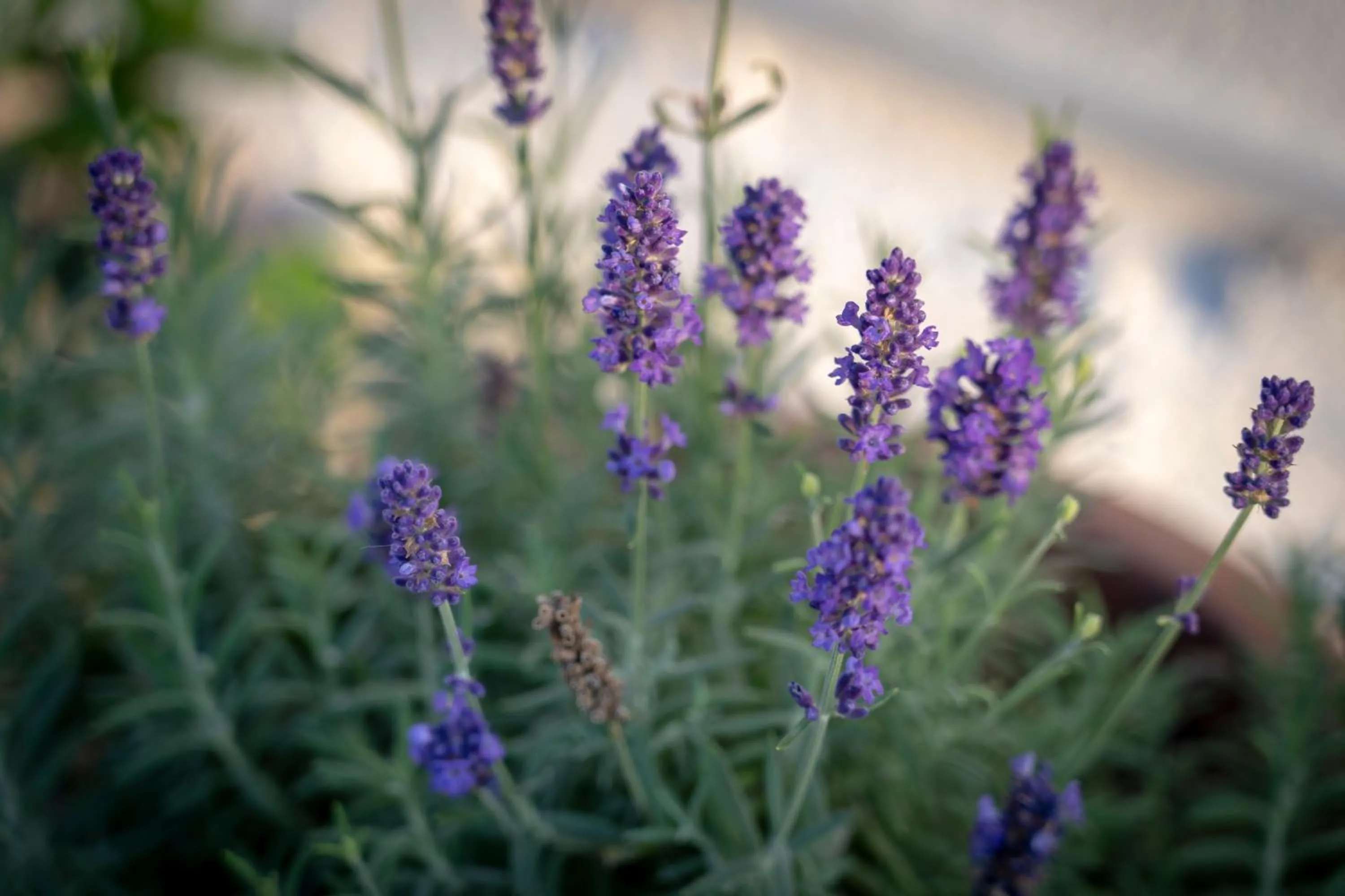 Garden in Pensiunea Alina "Adults Only"