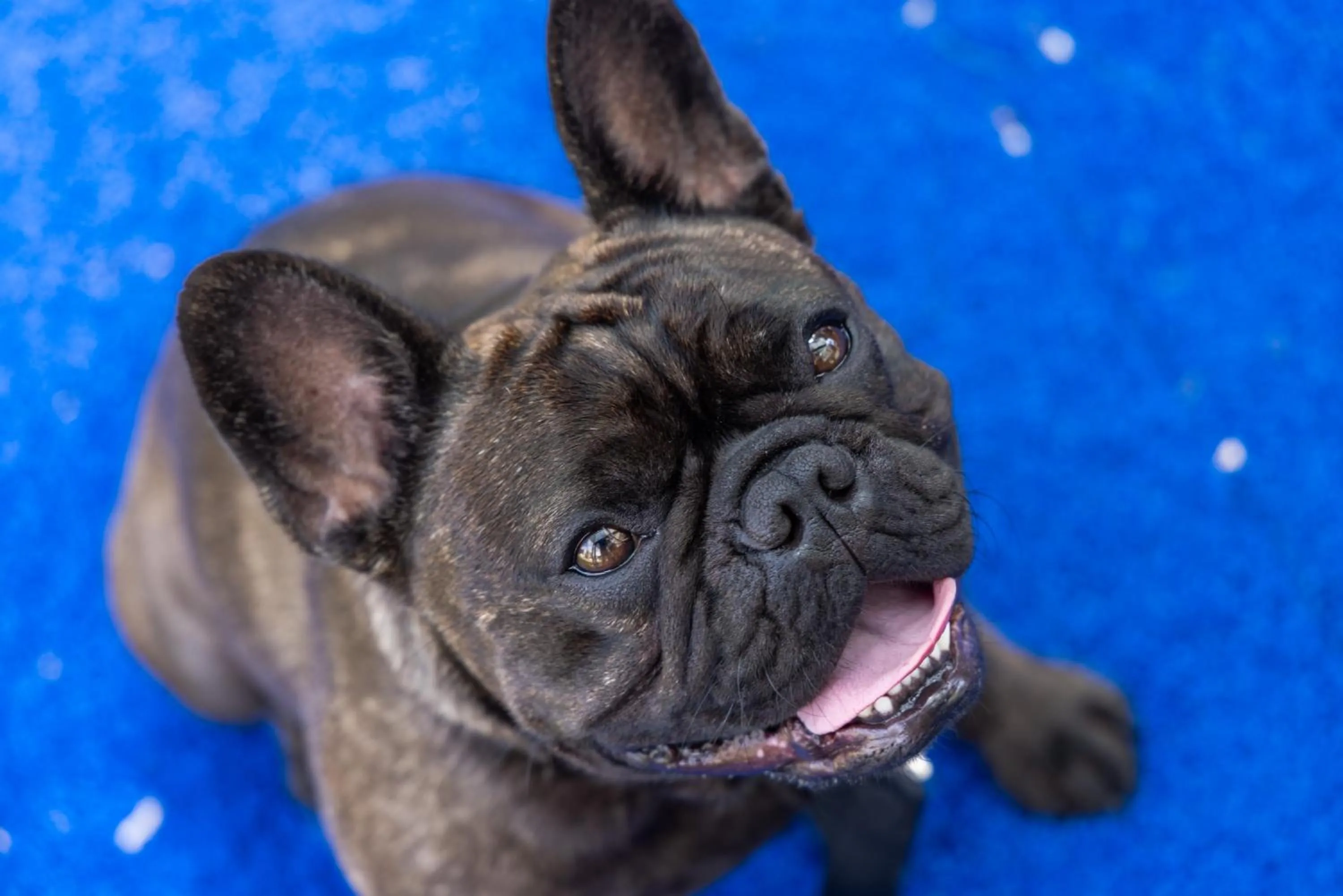 Pets in Novotel Surfers Paradise