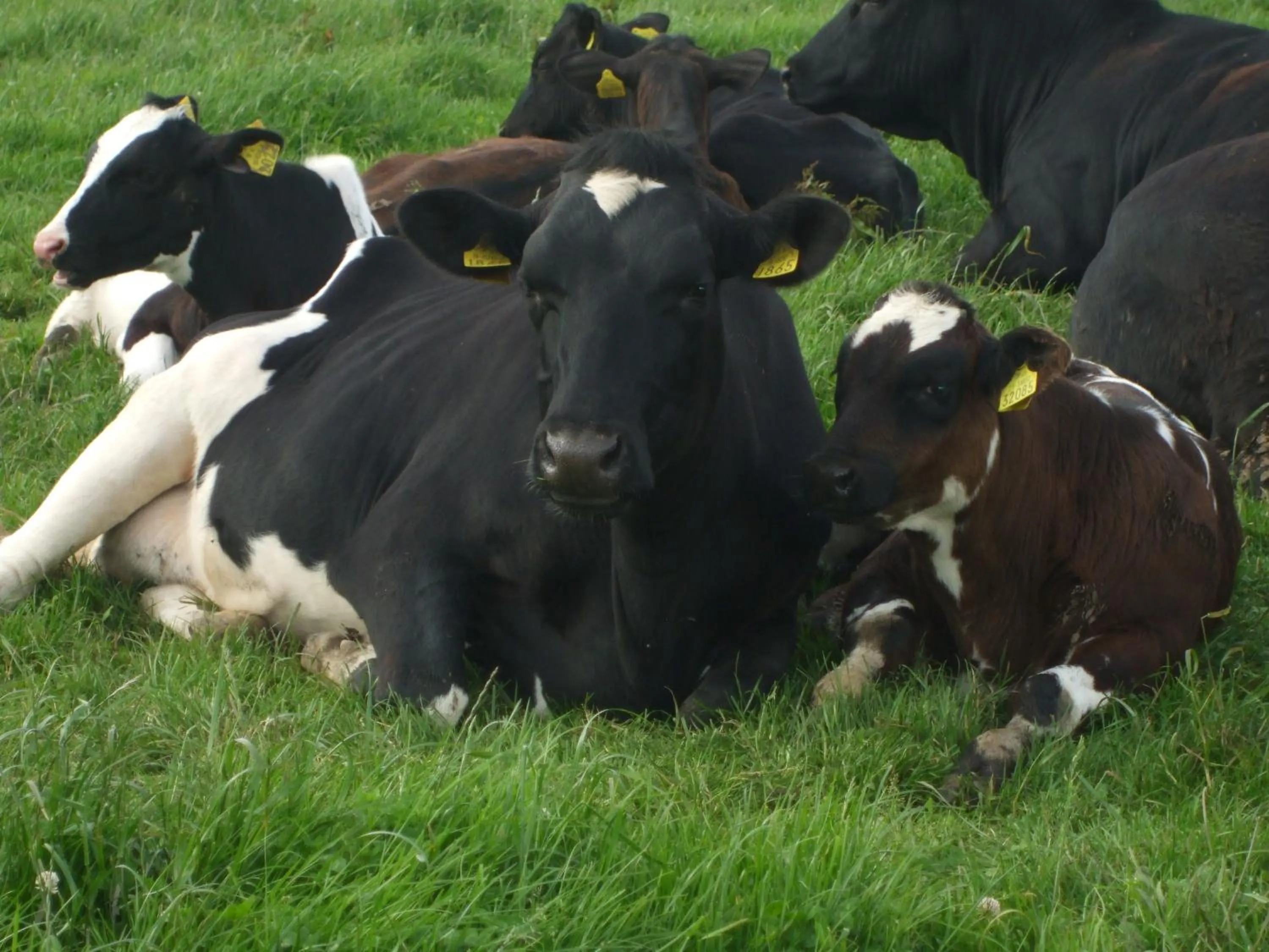 Animals in The Brown Hen Guest Accommodation