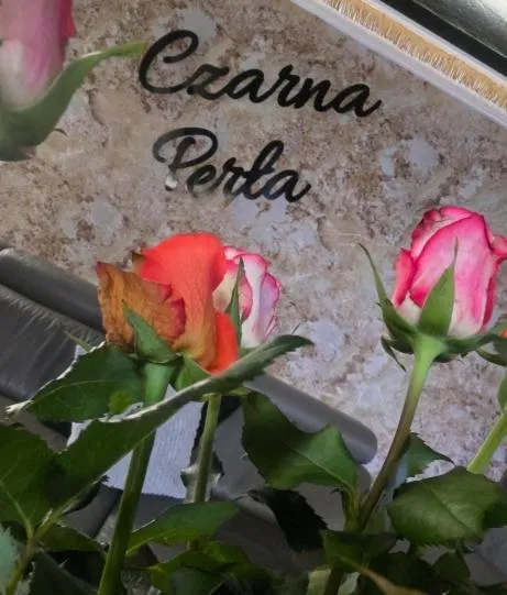 Property logo or sign in ZAJAZD ALBATROS Rzeszów SPA