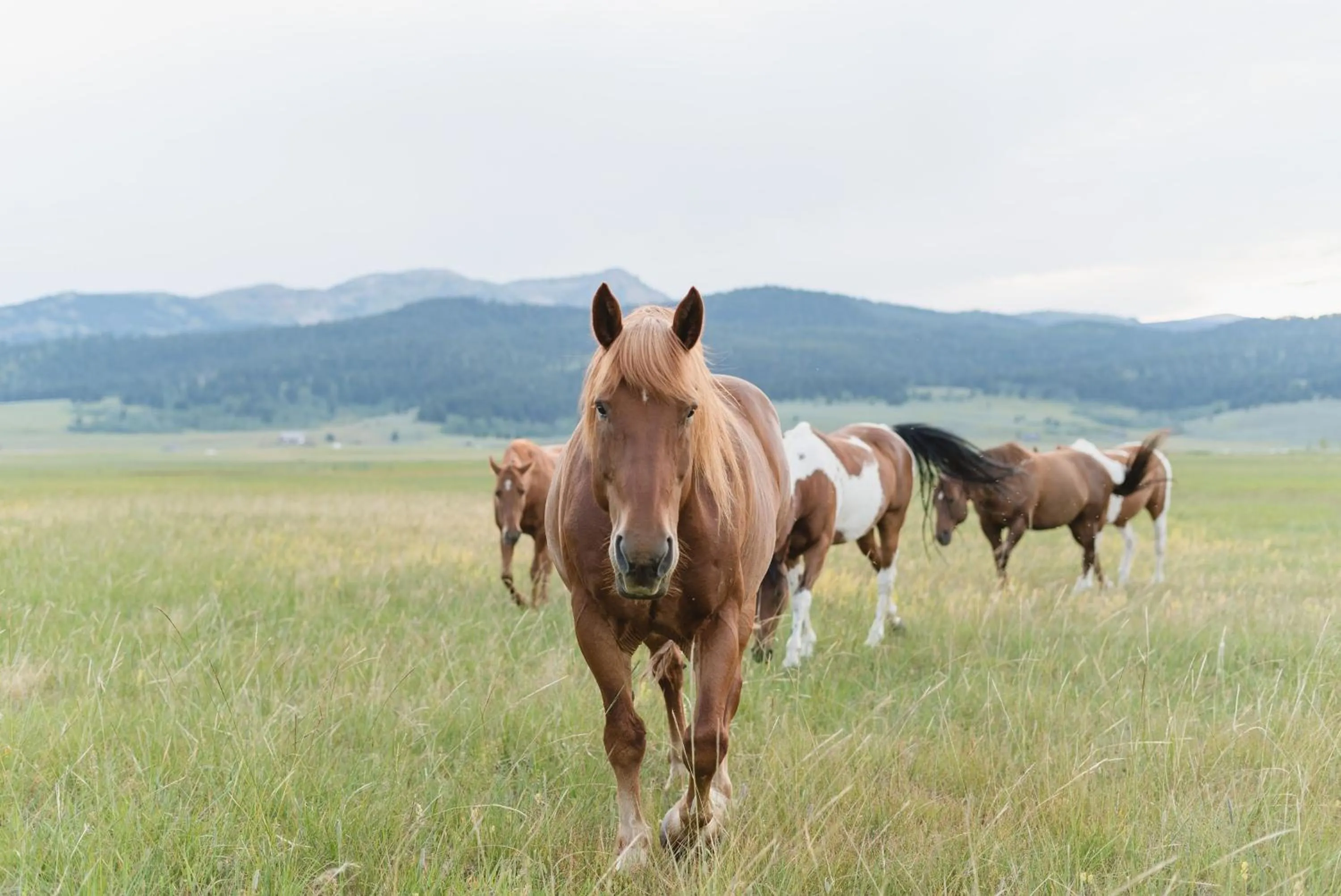Horse-riding in Under Canvas West Yellowstone