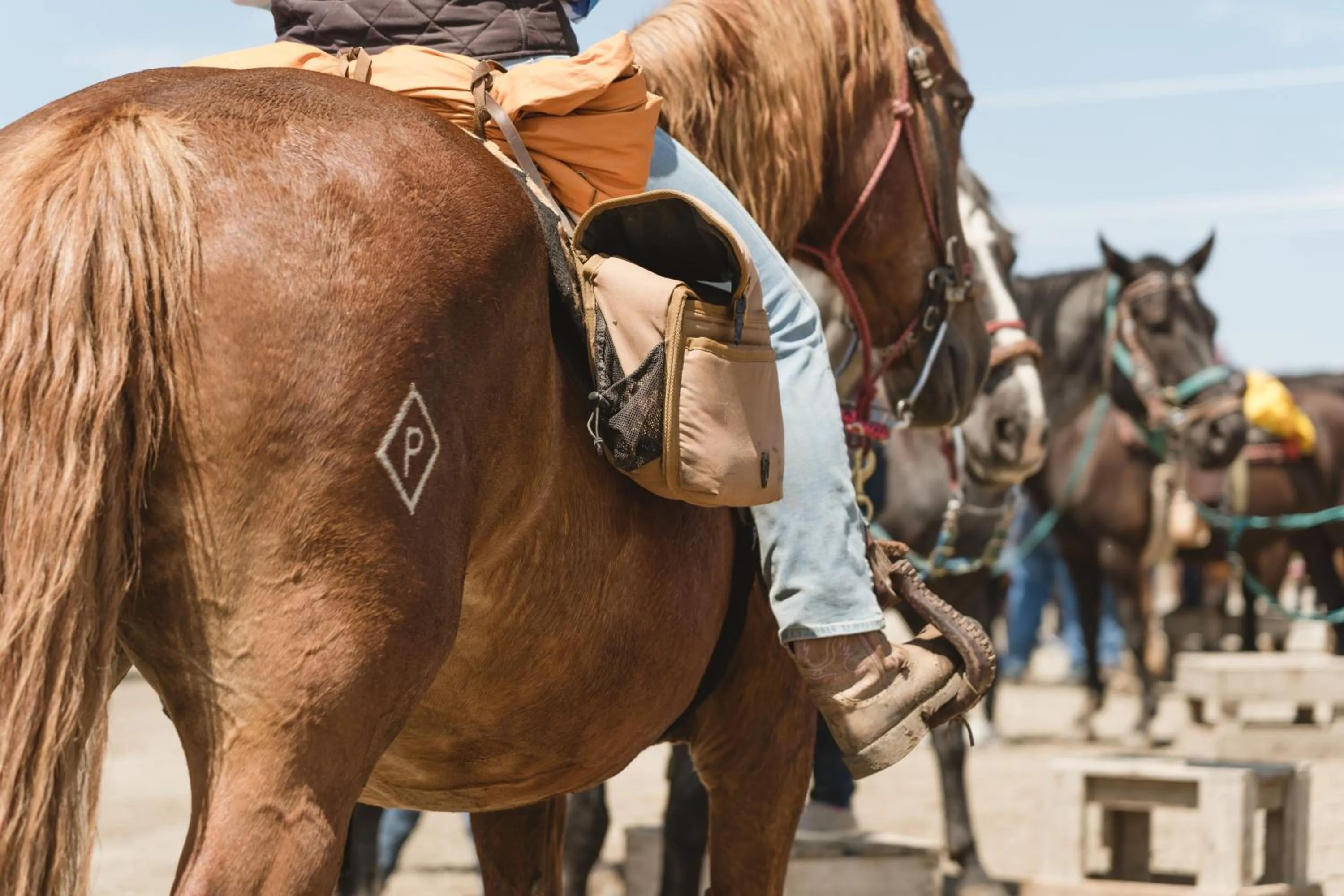 Horse-riding in Under Canvas West Yellowstone